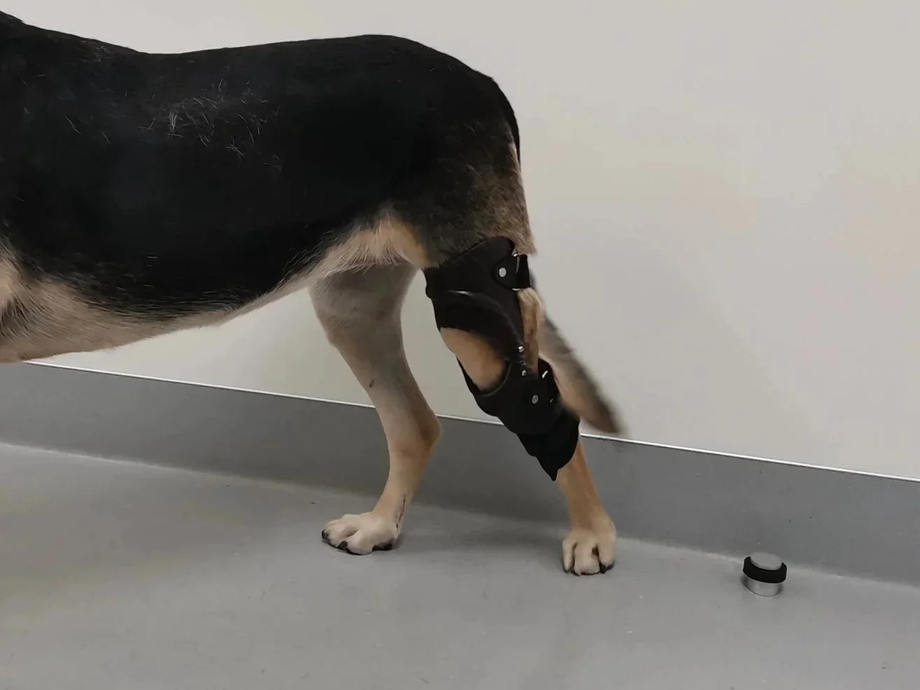 Dog wearing a knee brace standing on a gray floor next to a small black and white object, with a plain white wall in the background.