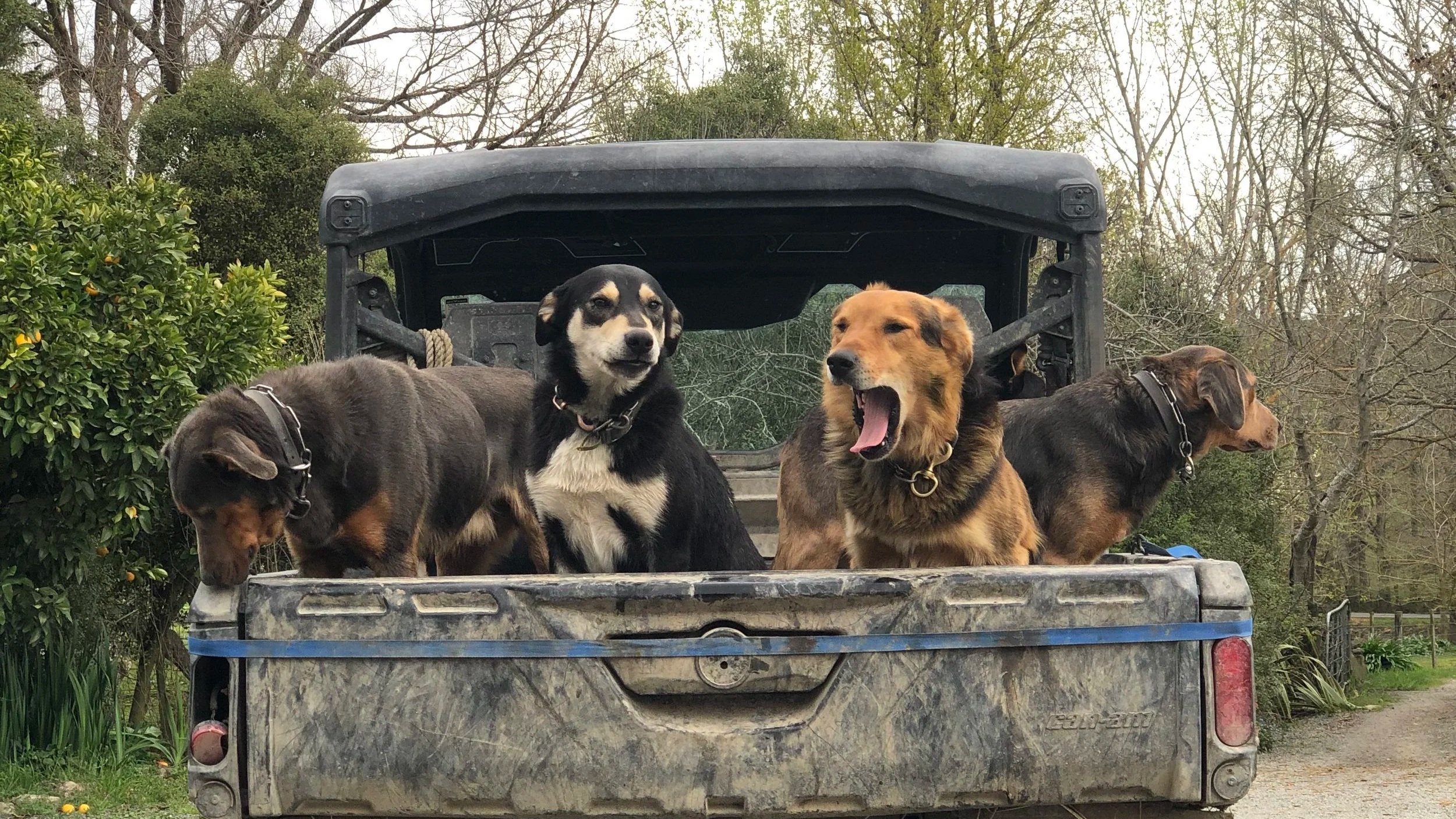 Three dogs sitting in the bed of an open off-road vehicle with trees and bushes in the background.