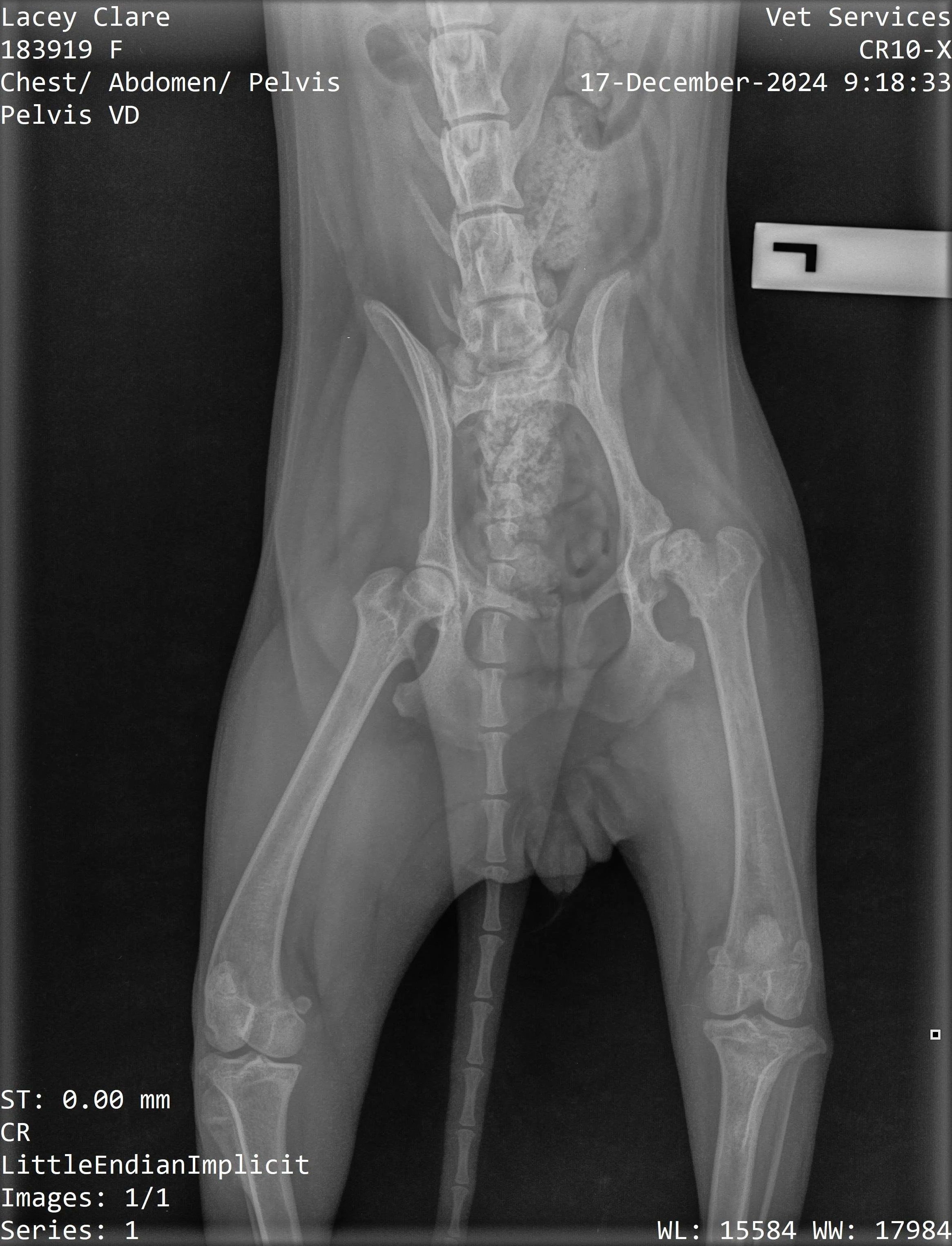 X-ray image of the pelvis and lower spine of a dog.