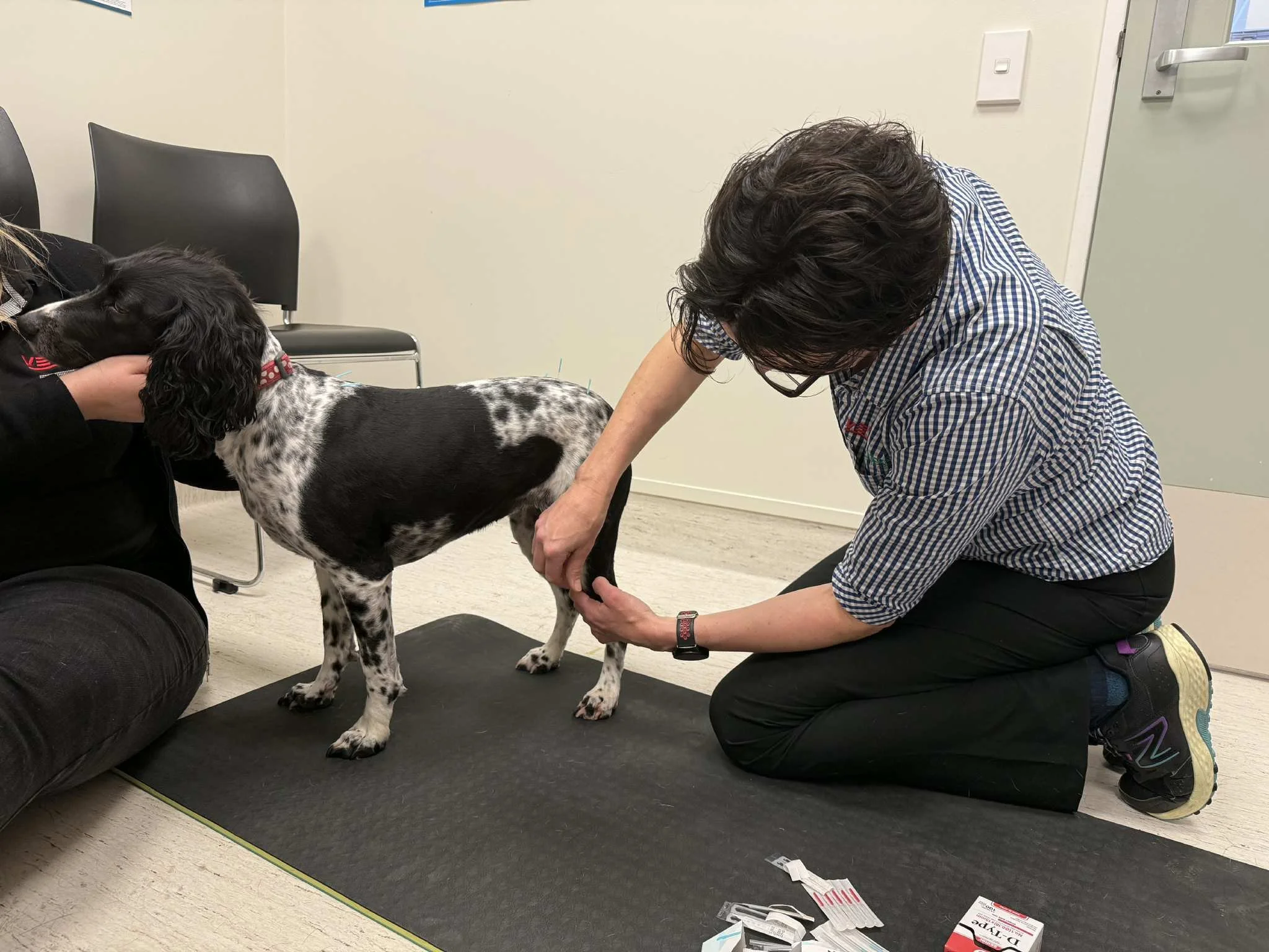 A person in a checkered shirt kneeling on the floor examining a black and white dog with a spotted coat. The dog is standing on a black mat, and there are various medical supplies on the floor nearby, suggesting a veterinary setting.