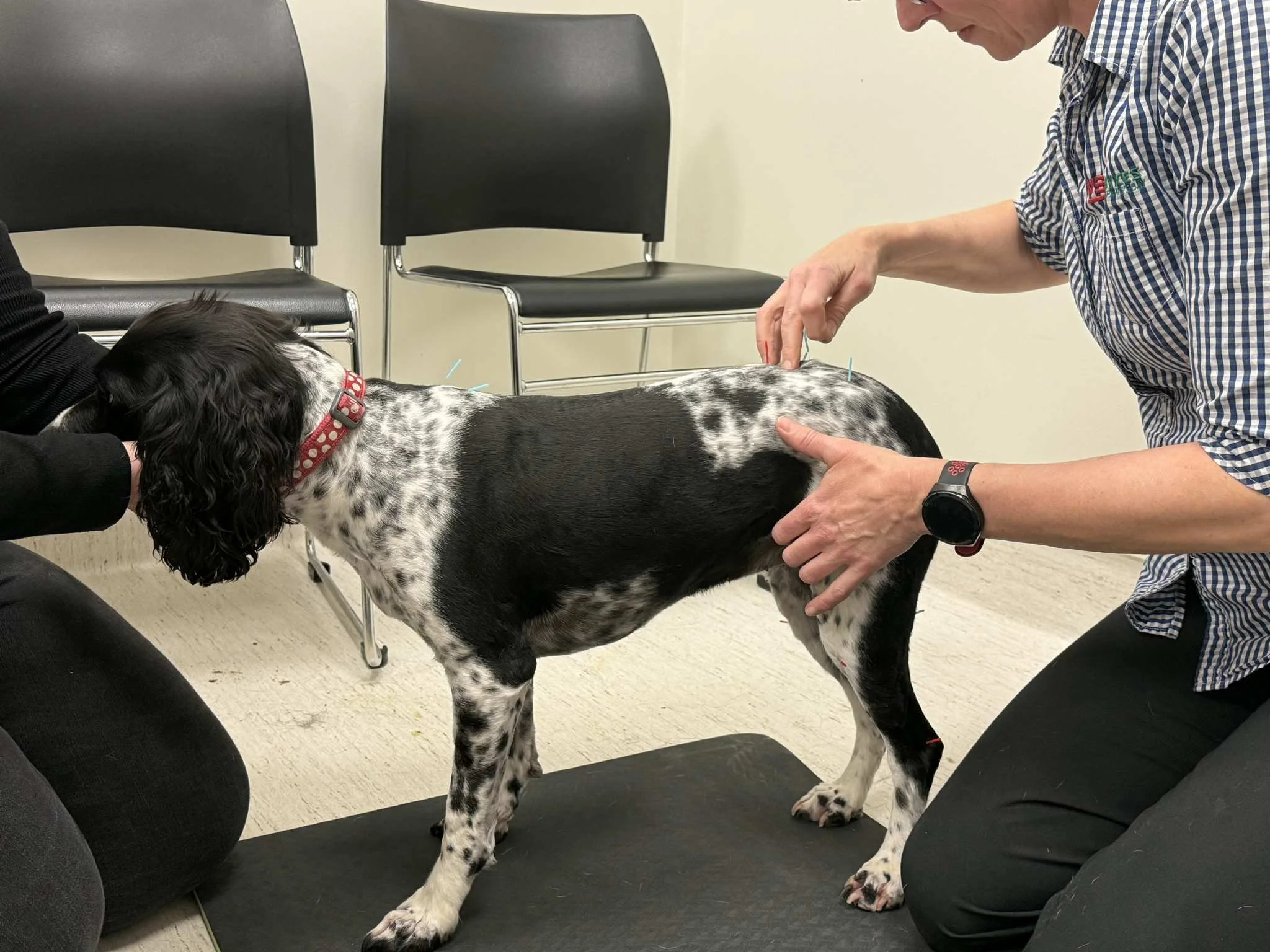A dog with black and white spotted fur standing on a black on the floor, with acupuncture needles on its back, being examined by a man in a checkered shirt.