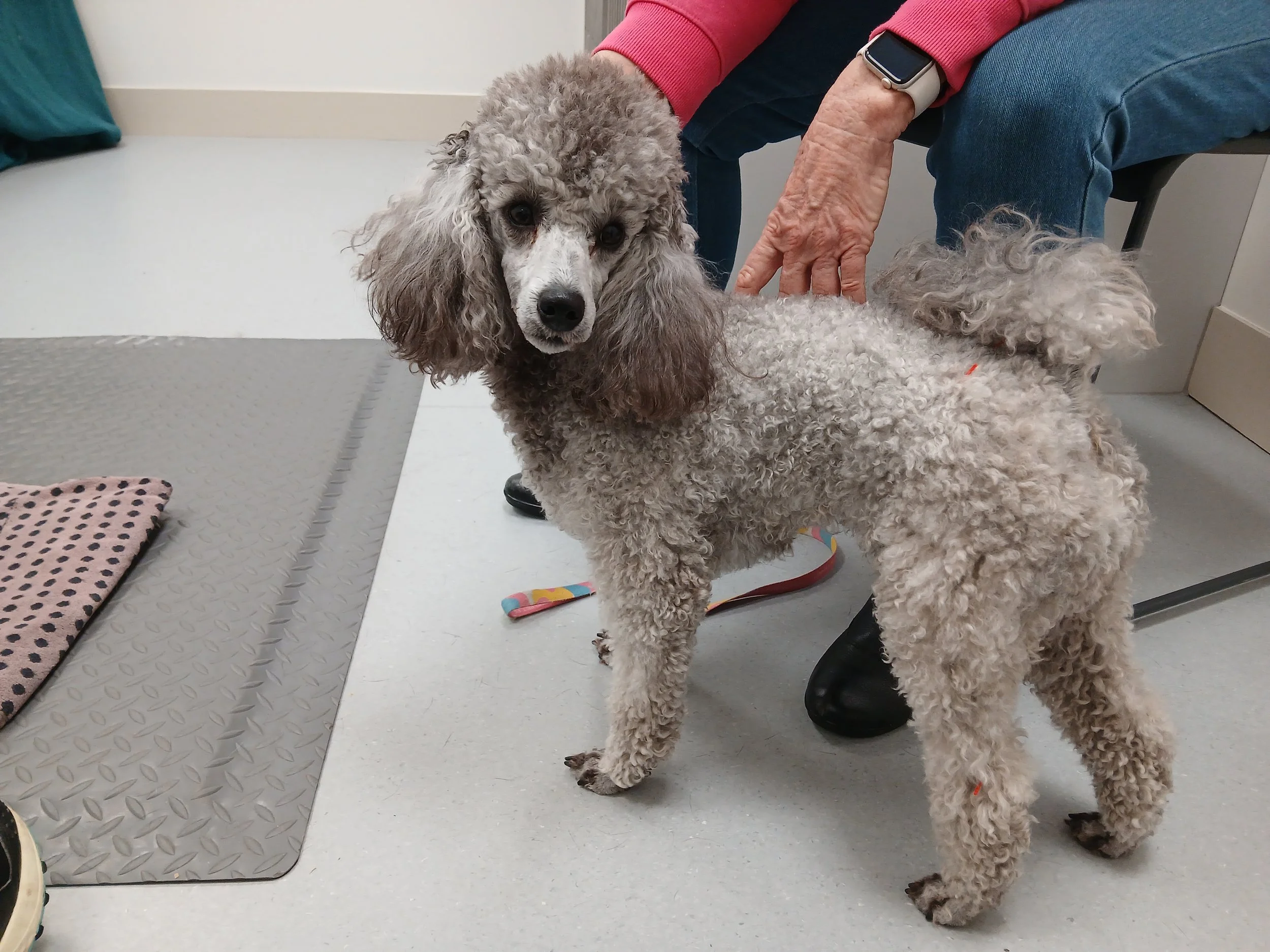 A person wearing a red jacket, blue jeans, and a smartwatch is grooming a large, curly-haired poodle on a grooming table indoors.
