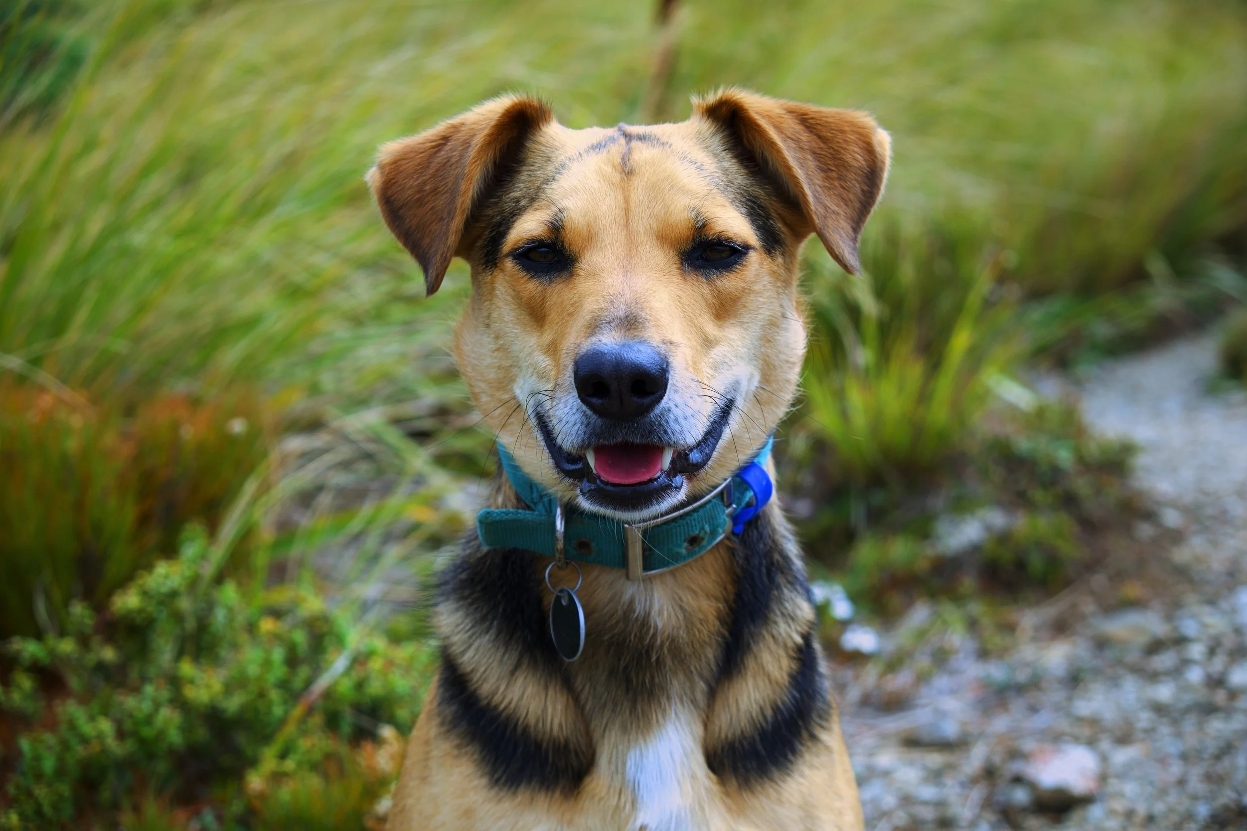 A happy dog with tan and black fur, wearing a blue collar, standing outdoors among green grass and plants.