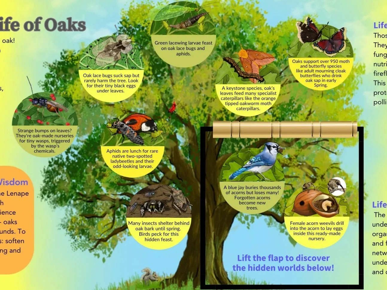 Secret Life of Oaks