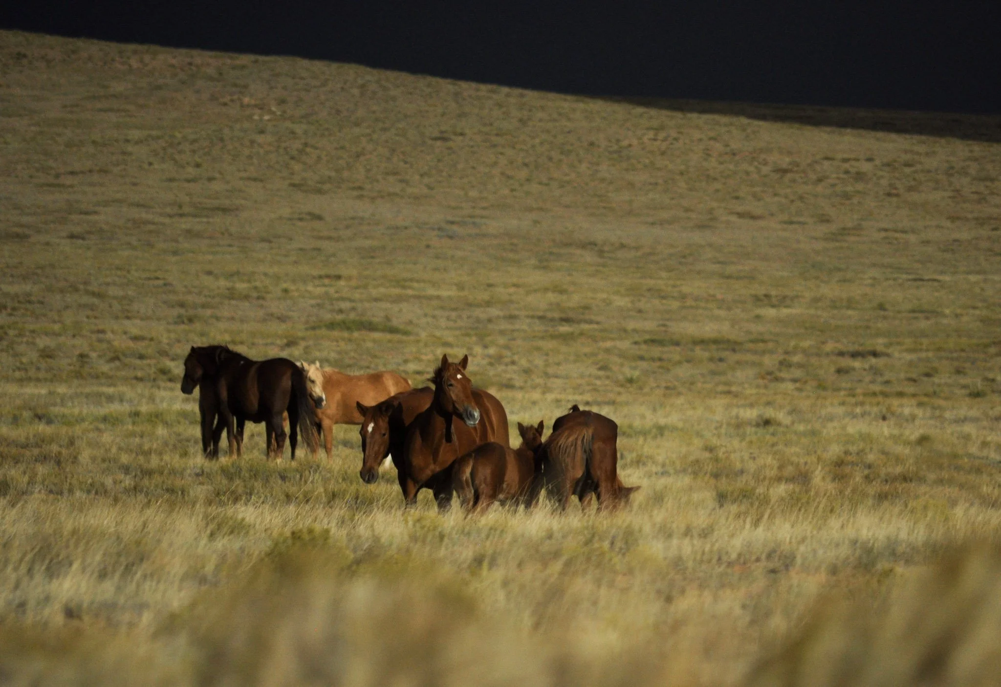 DSC_0082-2.jpg