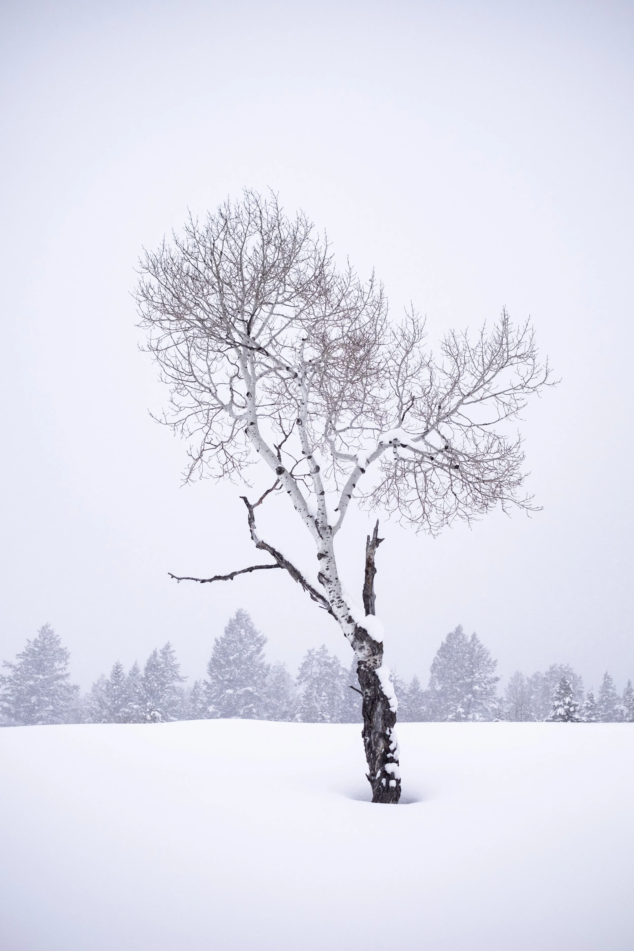 Single Tree