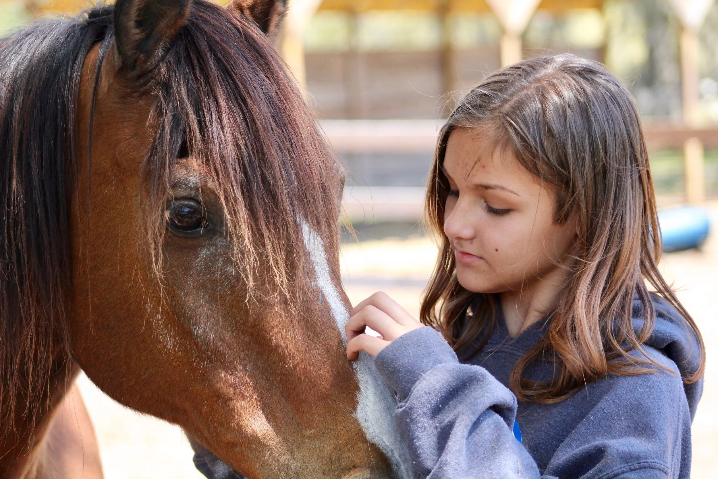 Girl petting a horse
