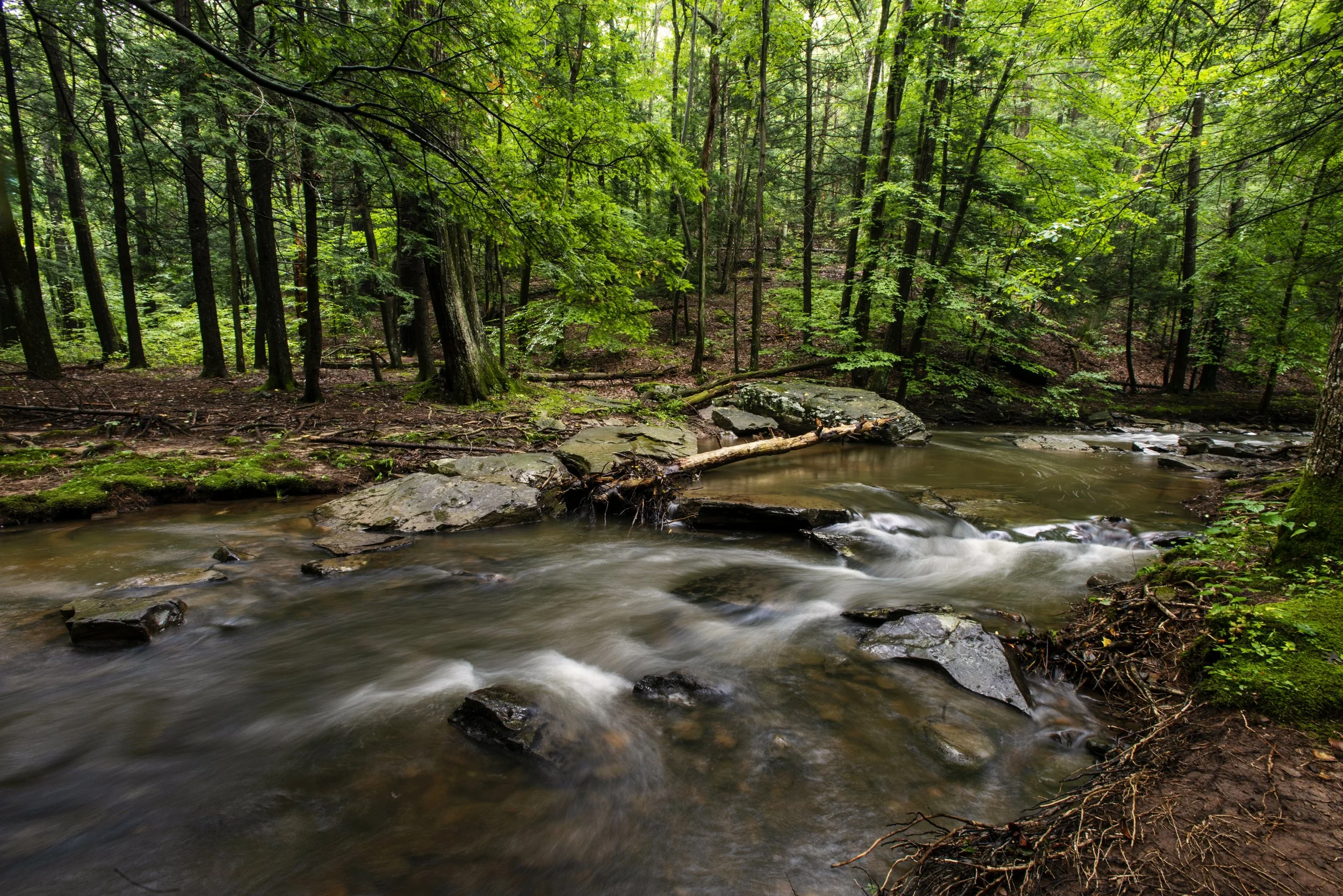 A peaceful forest scene with dense green trees and a flowing creek with rocks.