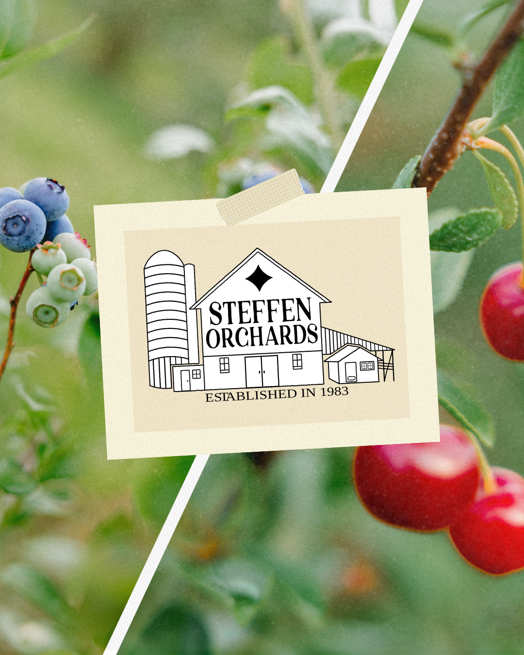 Steffen Orchards