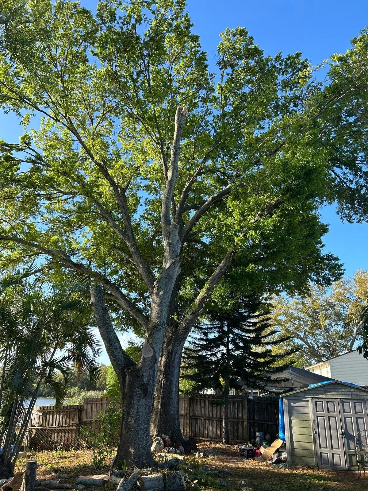 A large tree with green foliage in a backyard, with a wooden fence, a shed, and some outdoor items visible.