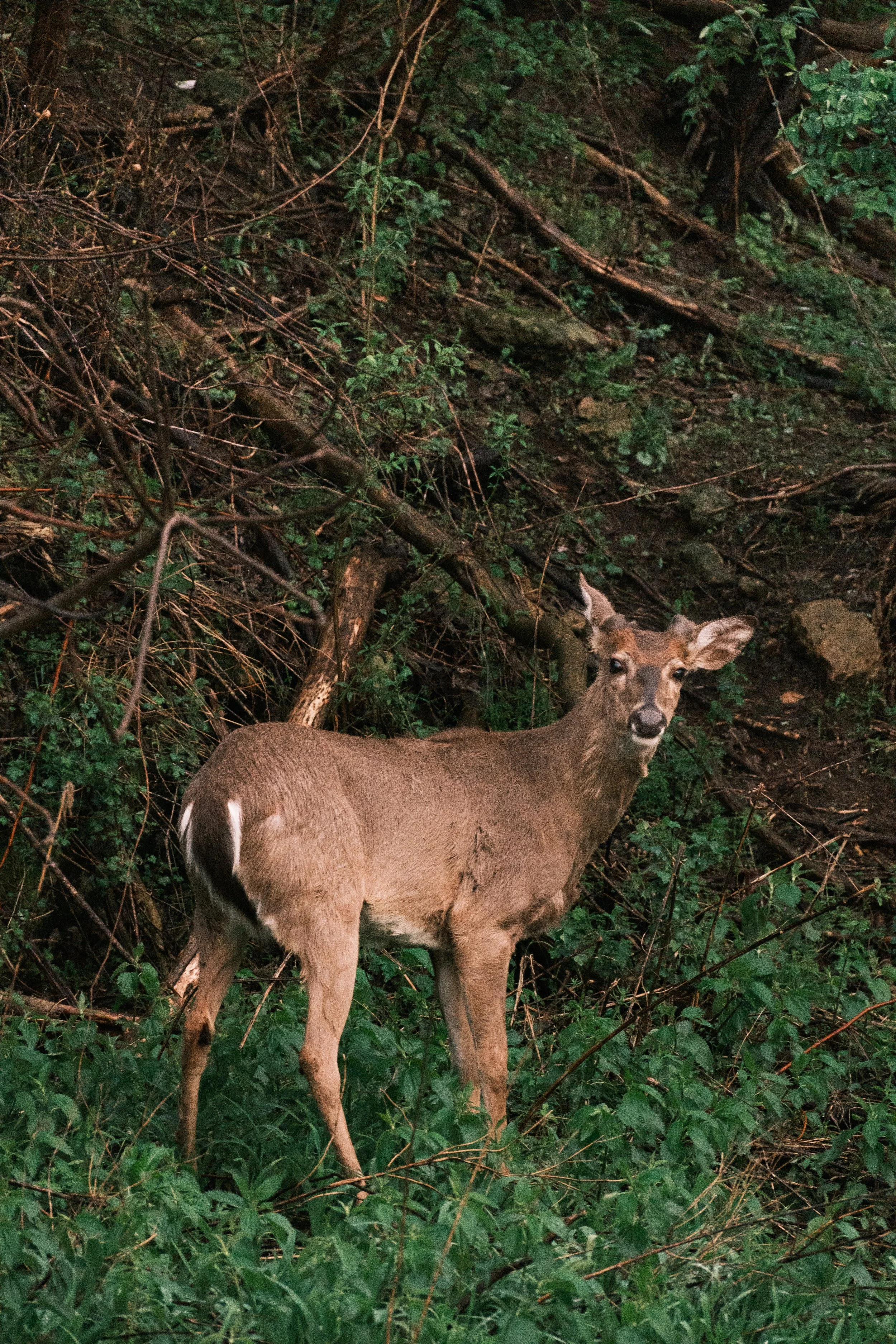 DSCF3016.jpg