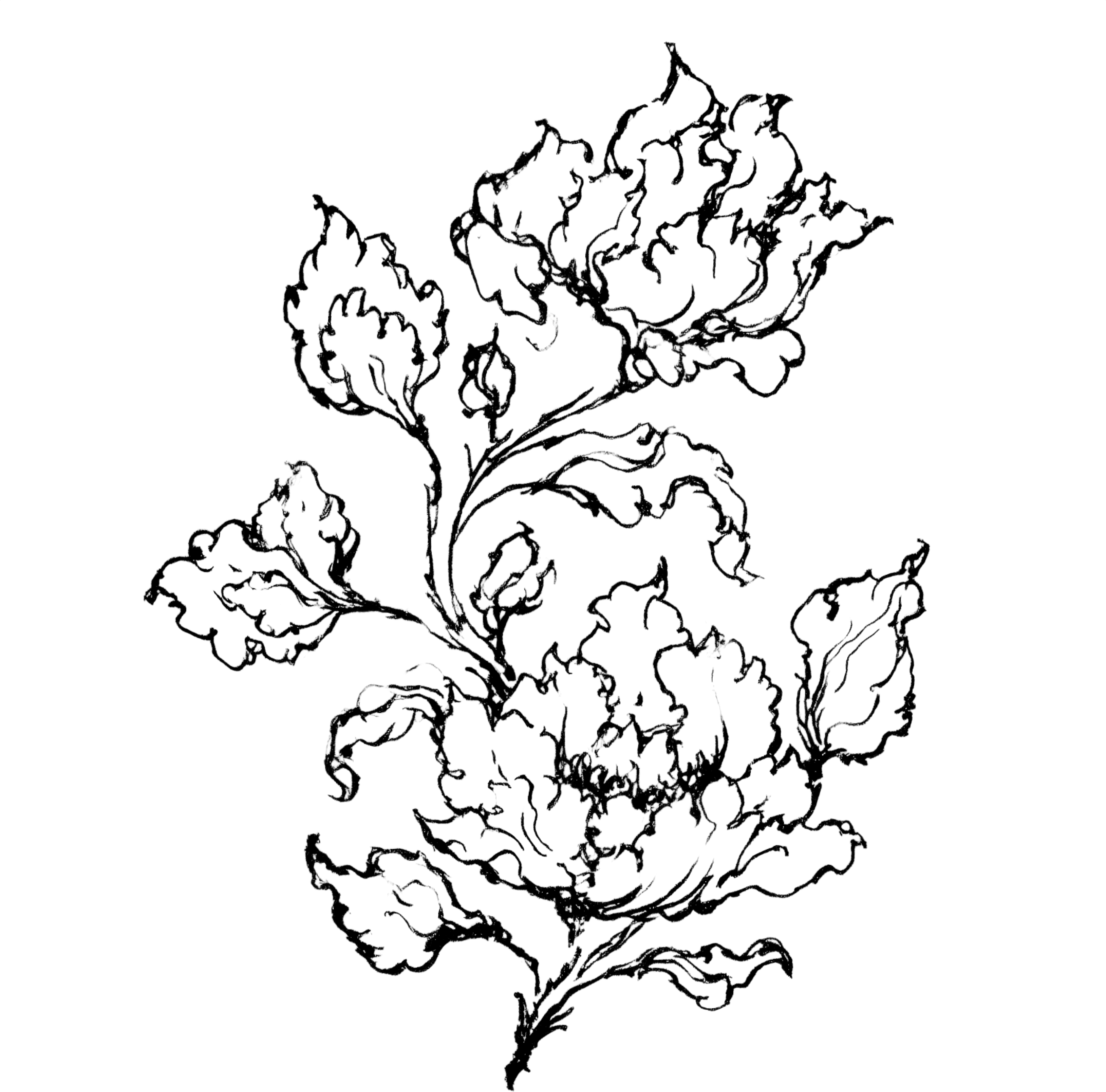 Outline drawing of a brushy plant