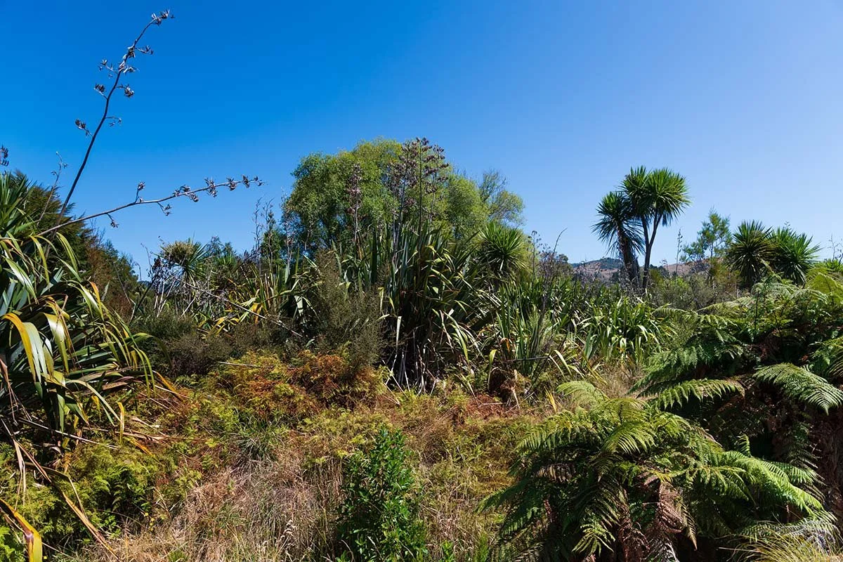 A dense, green landscape with various plants and shrubs, including tall grasses, ferns, and trees against a clear blue sky.