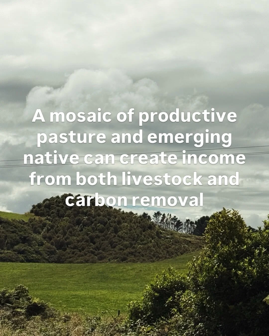 Regenerating scrub and bush on the more marginal land could be adding income to your farm.  Flick us an email with your rapid number and we can take a look via satellite imagery.  Info@carbonfields.co.nz