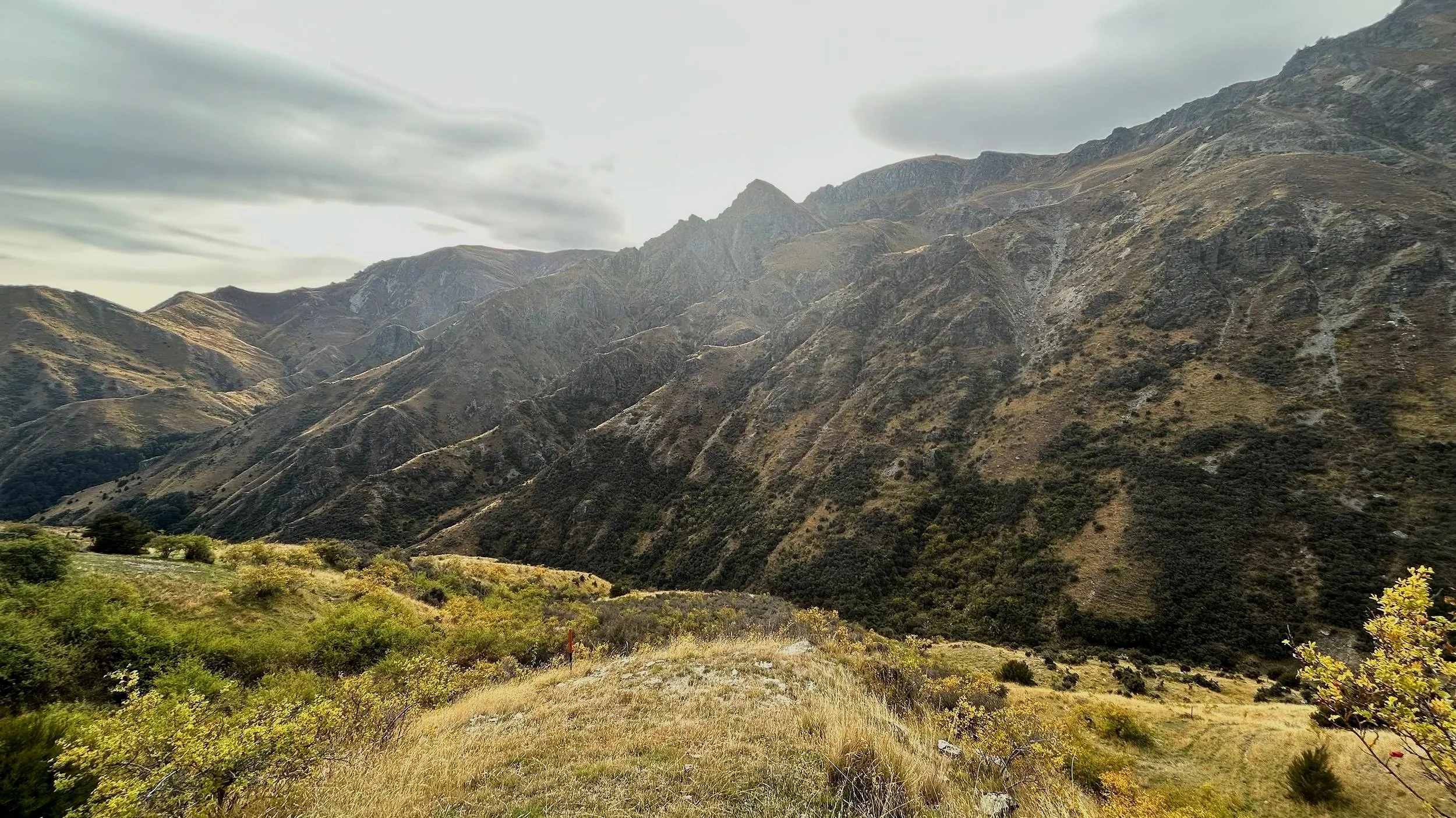 From a Scrub Clearing Era to a Scrub Earning Era: How Native Regeneration Can Generate Carbon Income on Hill Country Farms