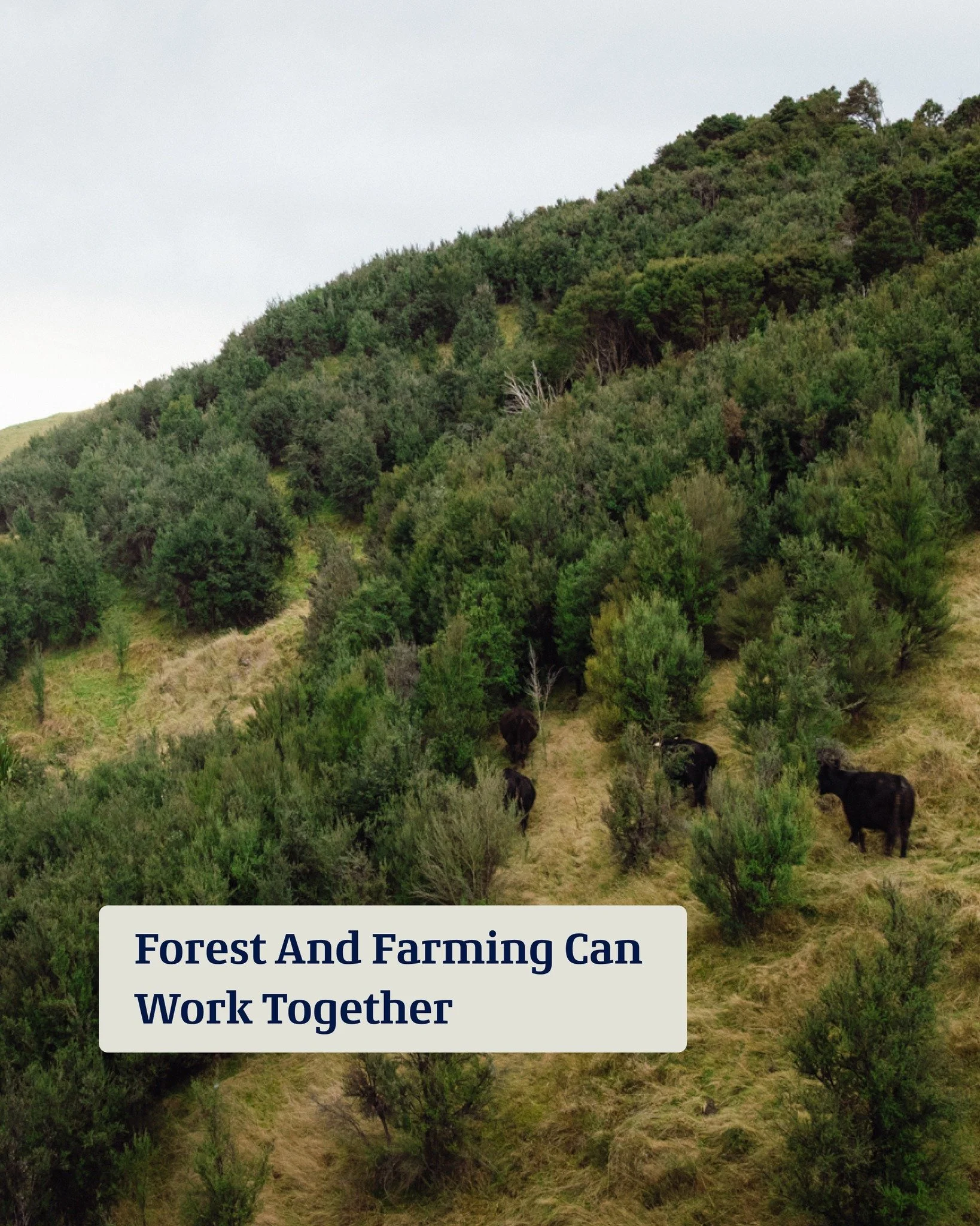 Forest and farming aren't in competition; graze alongside the trees on your land and still earn carbon from it, because no fences ensuring no grazing is lost.