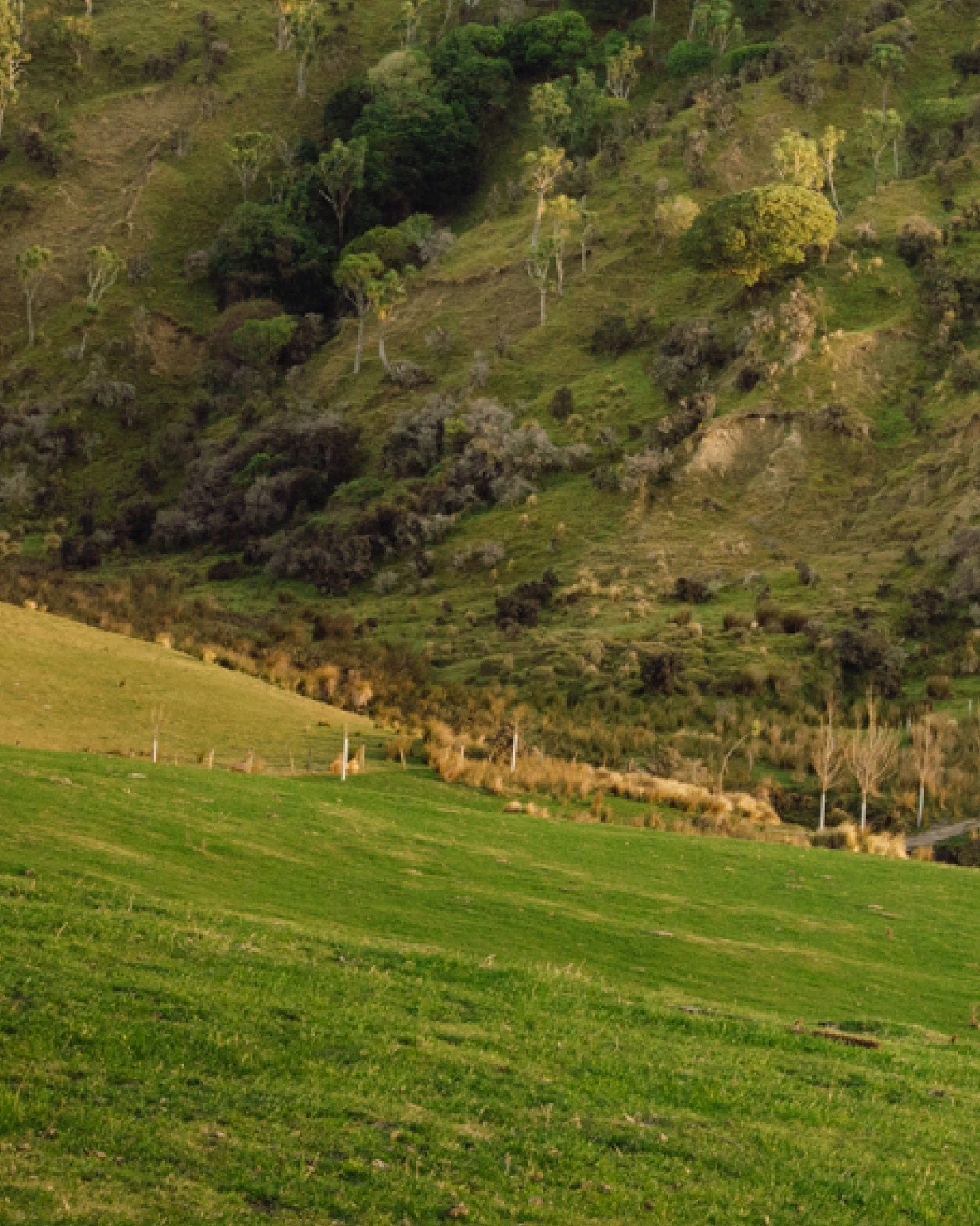 Believe it or not, every hillside, gully, and forgotten corner of native could be earning something. You don't need to change how you farm, just what you know about your land. 

Get in touch for your free assessment, and we'll show you what your land