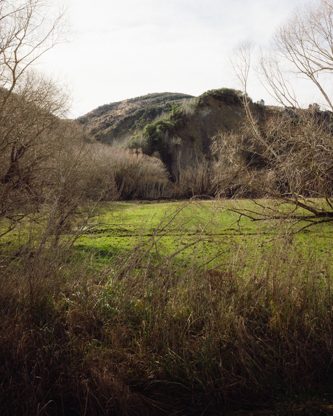 Here's some examples of land that could be earning. Does any of this look like yours?

Steep gullies or hill country you're already grazing with emerging scrub?  Scattered native regen around your farm? If you've answered yes, let's talk and get your