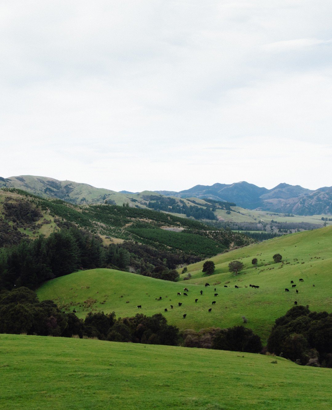 In the words of a young farmer, "You can see all the native bush on these faces, and farming can still happen around it, and still get the carbon credits, so it&rsquo;s sort of a win-win."