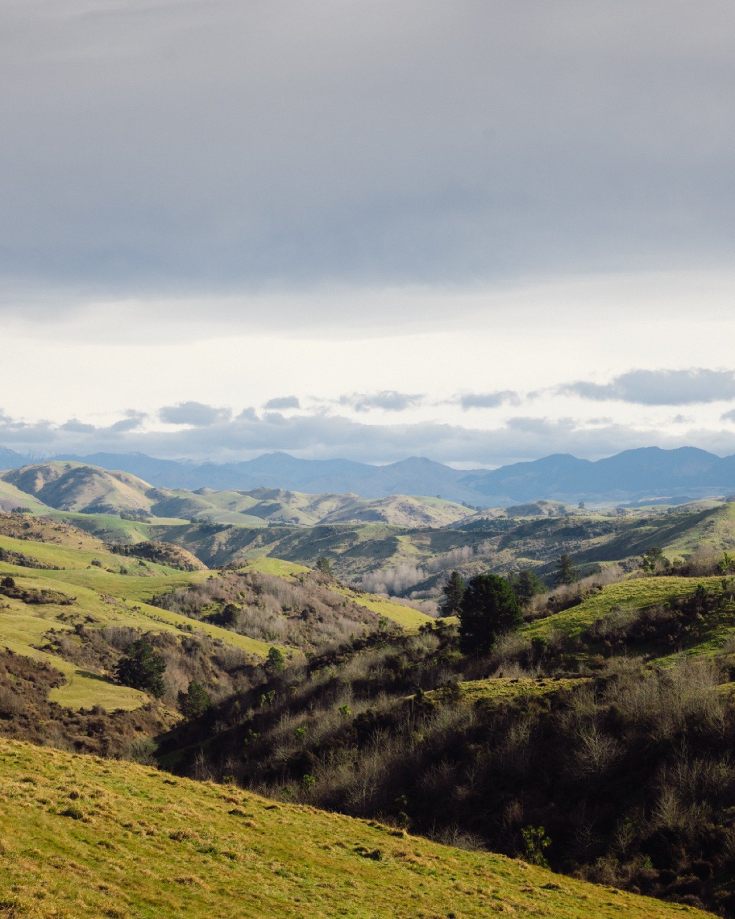 Often we&rsquo;ll find pockets of eligible vegetation that landowners didn't even know they had; that's why we use satellite imagery, aerial photography, and AI mapping to see what&rsquo;s right there in front of you, and the best part: the assessmen