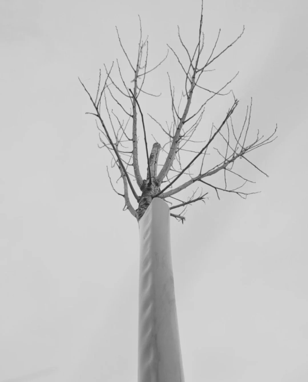 We spoke to a farmer recently who had this to say about Carbonfields and earning Carbon Credits:

"Putting in the poles is a win-win, really; they&rsquo;re not taking up any grazing land, it&rsquo;s holding the country together nd you&rsquo;re g
