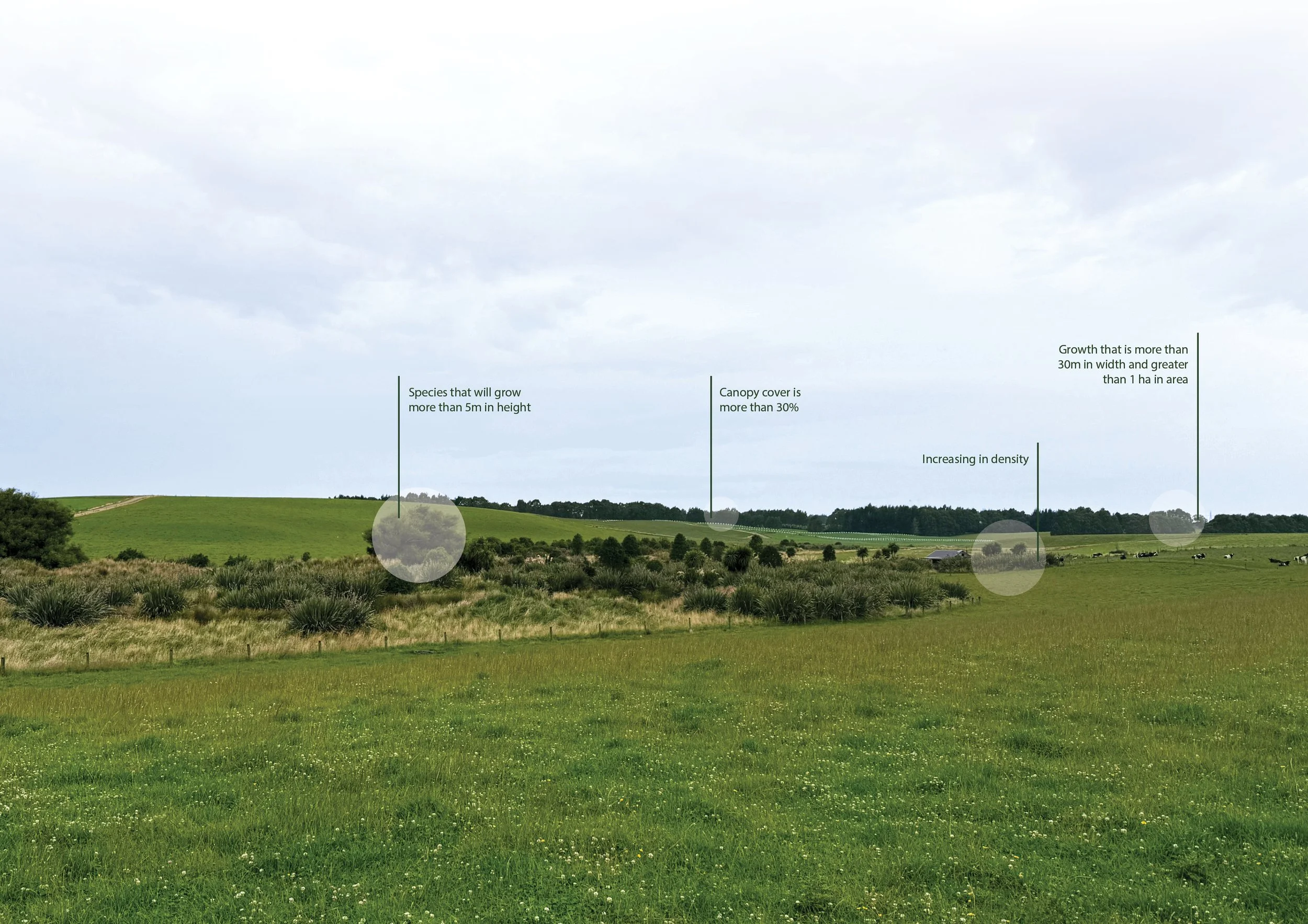 A wide-open grassy landscape with rolling hills, scattered bushes, and some trees in the distance under a cloudy sky. There are labels pointing out features such as species that will grow more than 5 meters high, canopy cover over 30%, and areas with increased density.