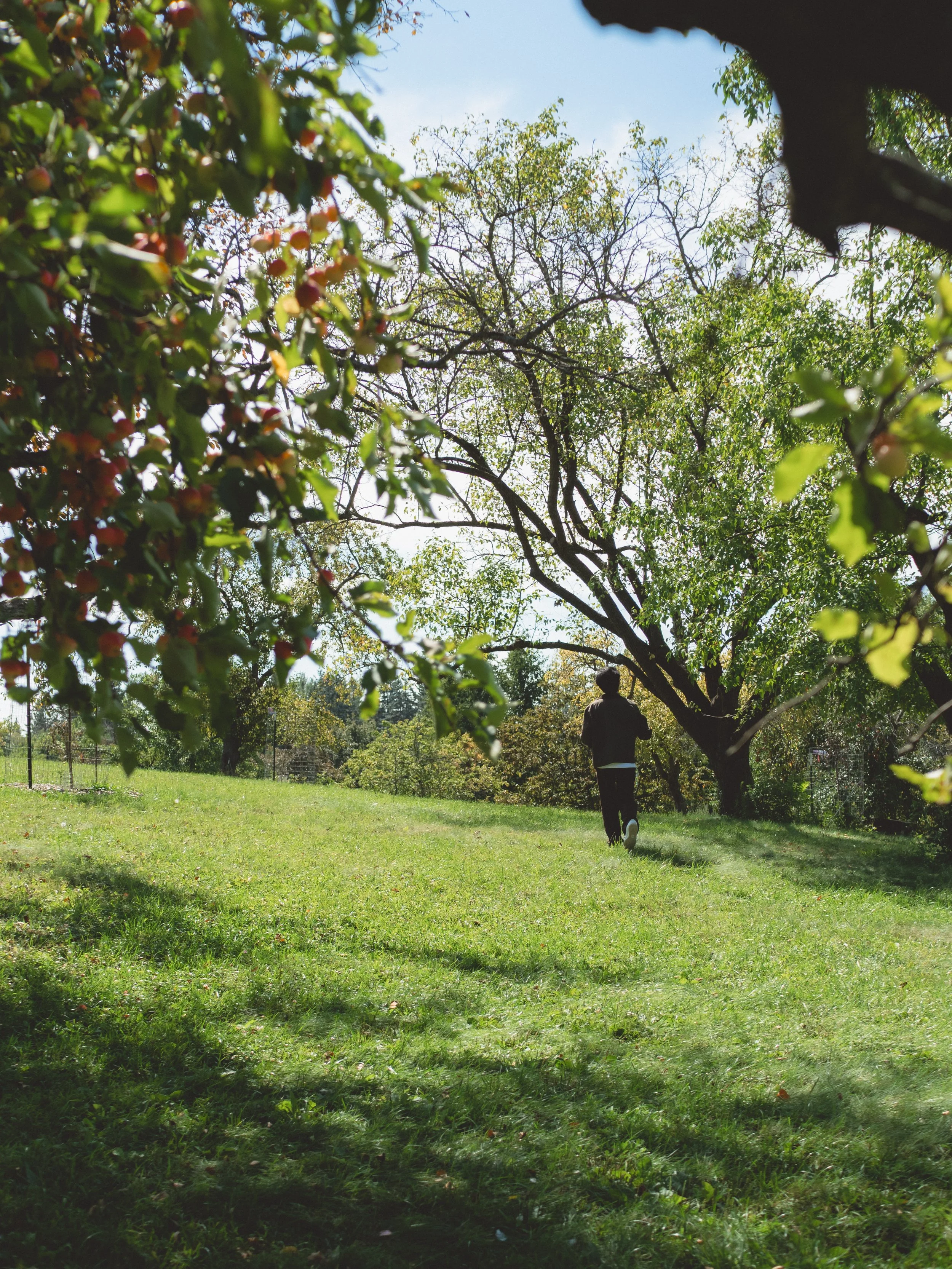 A person jogging in a grassy park surrounded by trees with sunlight filtering through the leaves.