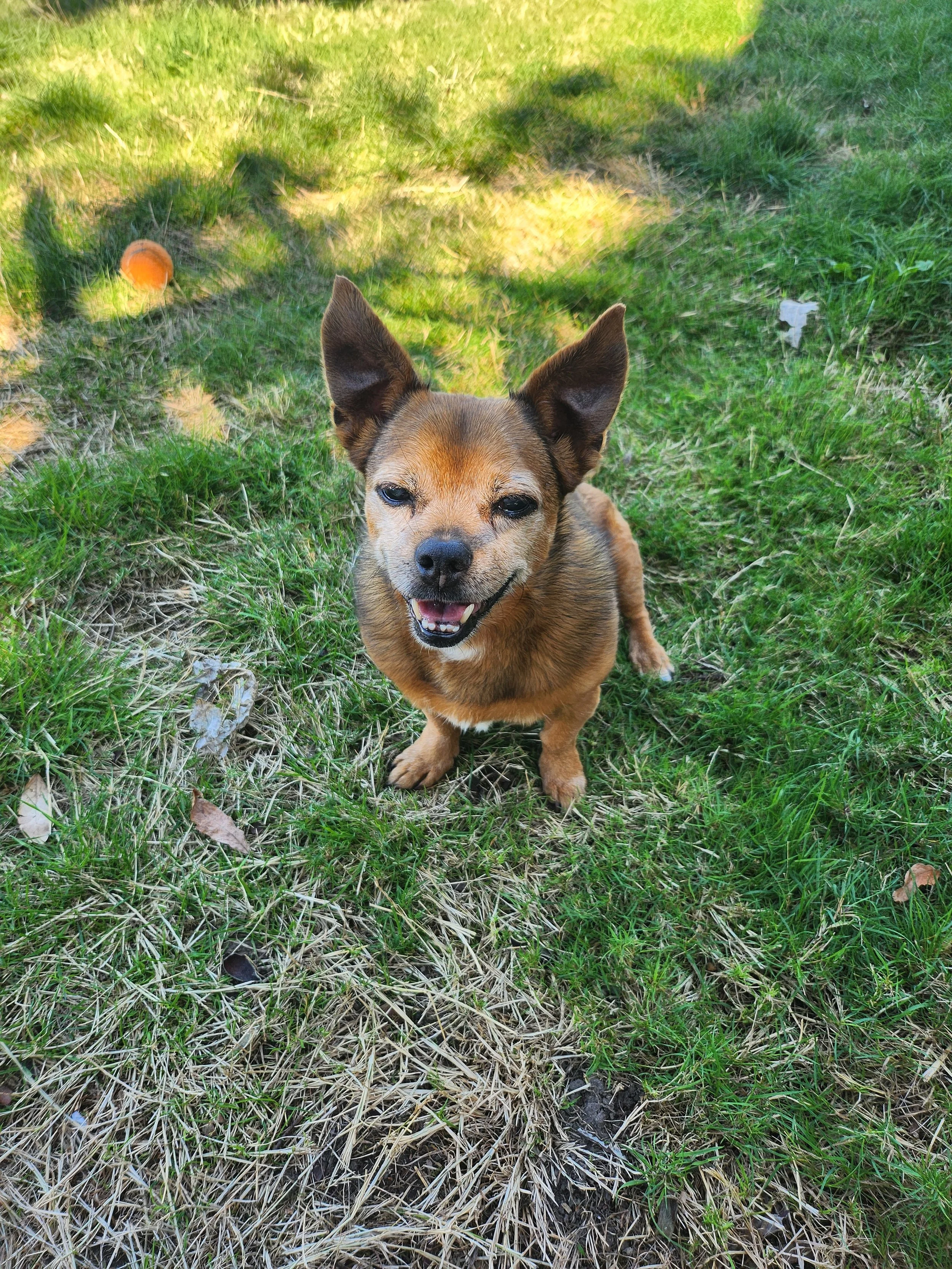A small brown dog with large ears sitting on grass with a happy expression, in a backyard with some shade and sunlight.
