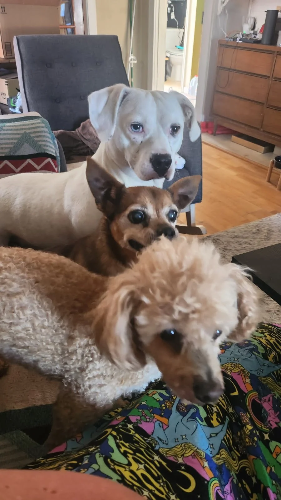 Four dogs of different breeds sitting on a couch in a living room, with a chair, dresser, and open bathroom door in the background.