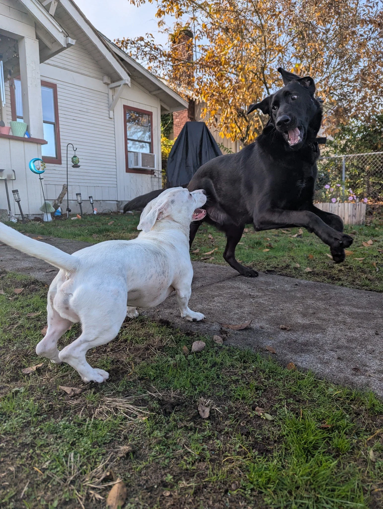 Two dogs playing in a backyard with a house, trees with fall foliage, and garden decorations in the background.