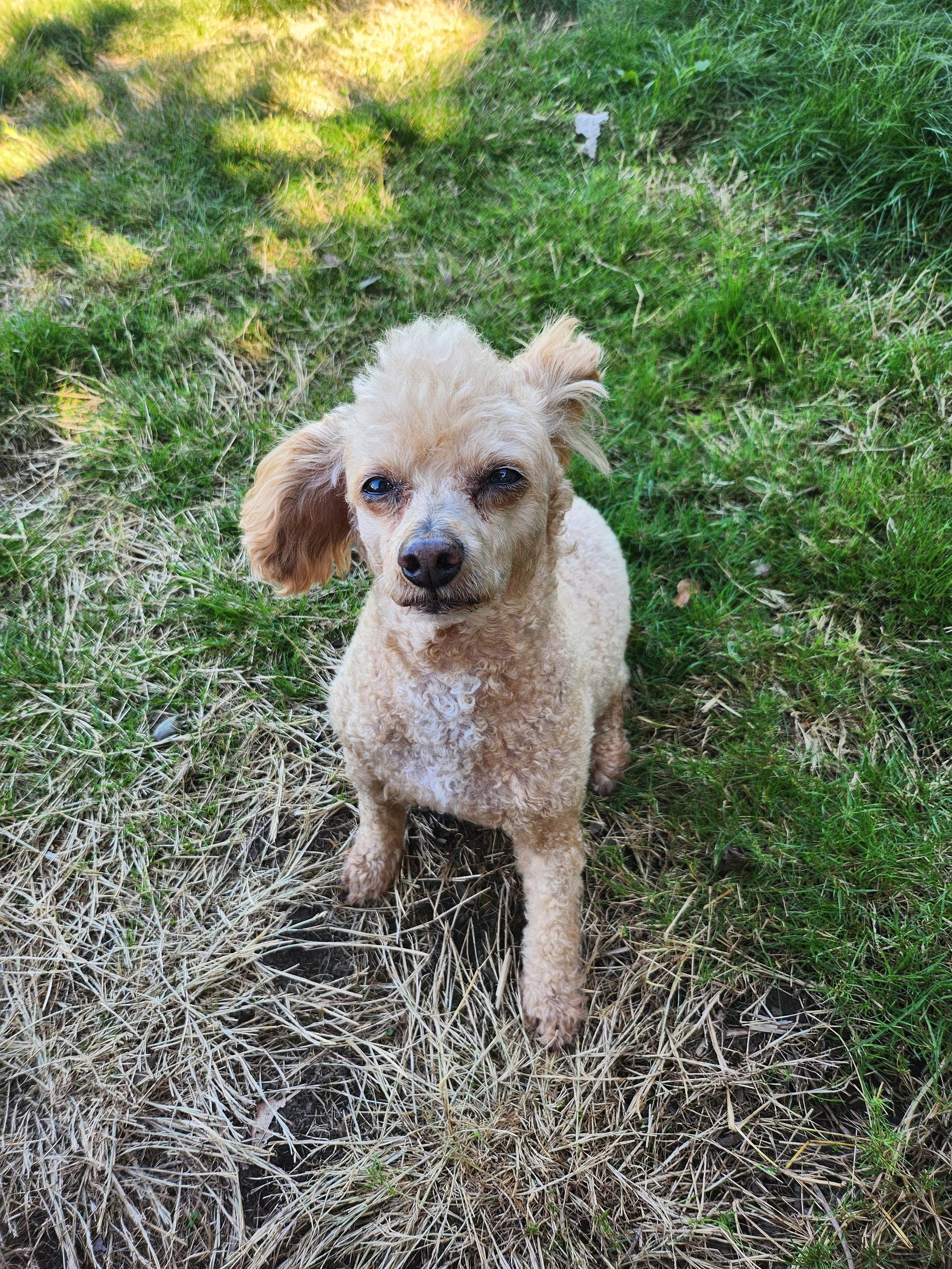 A small tan curly-haired dog sitting on grass with patches of dried and green grass, looking at the camera.