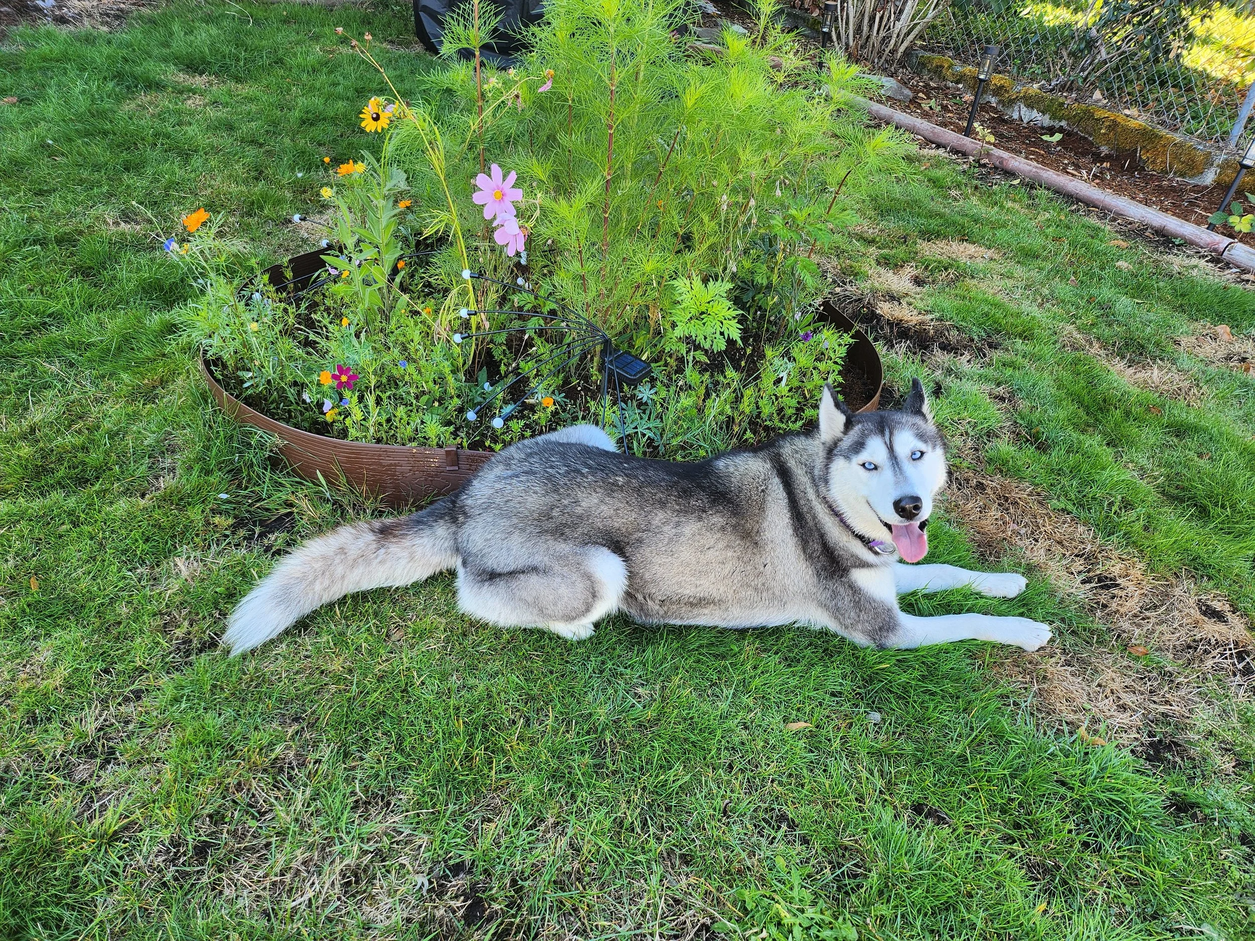 A Husky dog lying on grass beside a flower garden with blooming pink, orange, yellow, and purple flowers, and a wire garden border in the background.