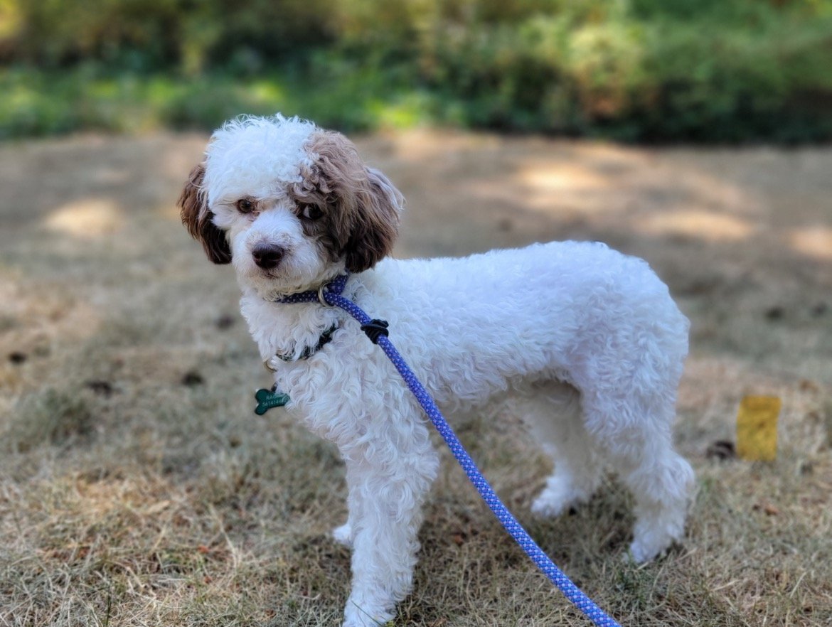 Cute white and brown curly-haired puppy on a blue leash standing on grass outside.