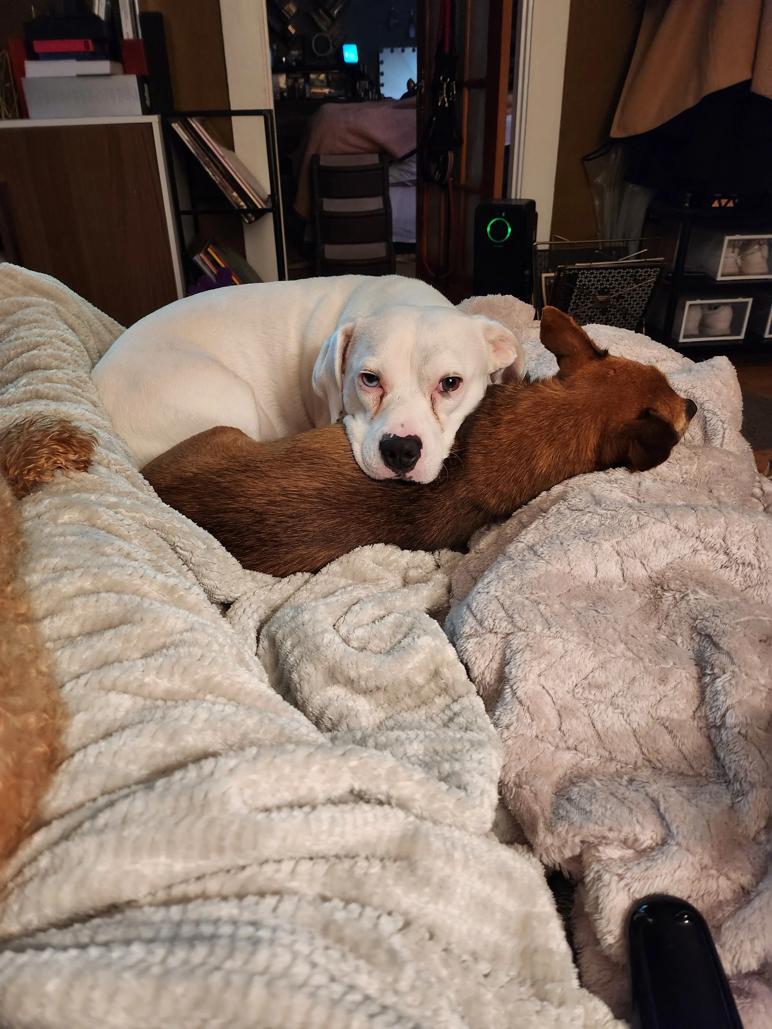 Two dogs lying on a soft blanket on a couch, one white with blue eyes and a blemish on the nose, the other brown with a darker snout, with in a cozy living room setting.