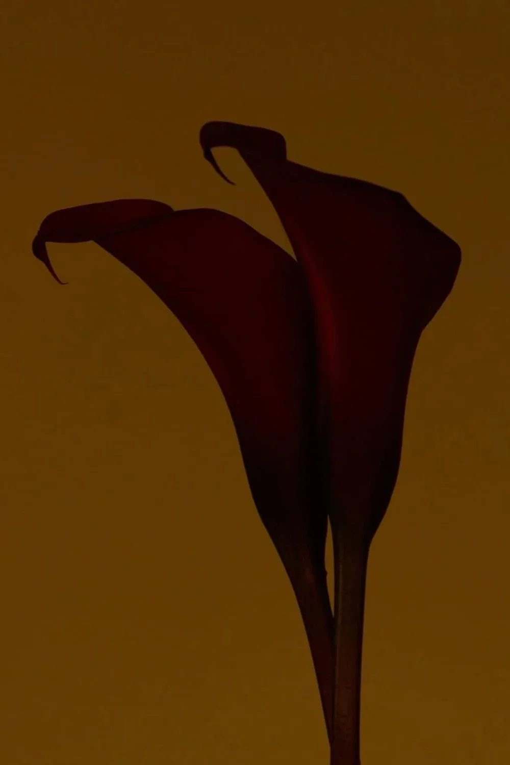 8dbb4cf1ed08e9328ab157ab876a3a2e.jpg