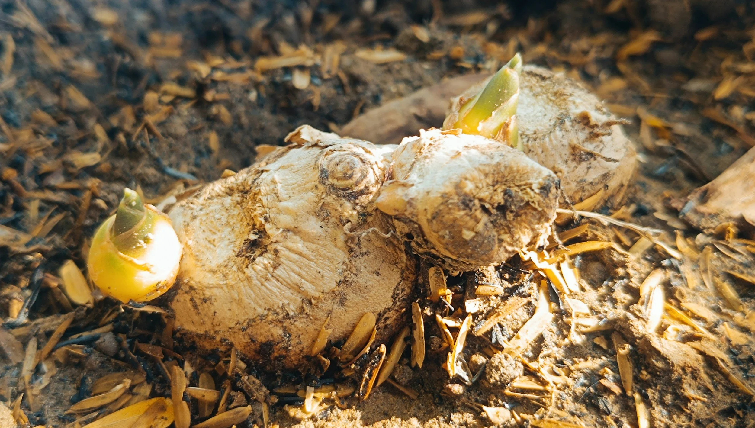 Ginger Planting Pt1