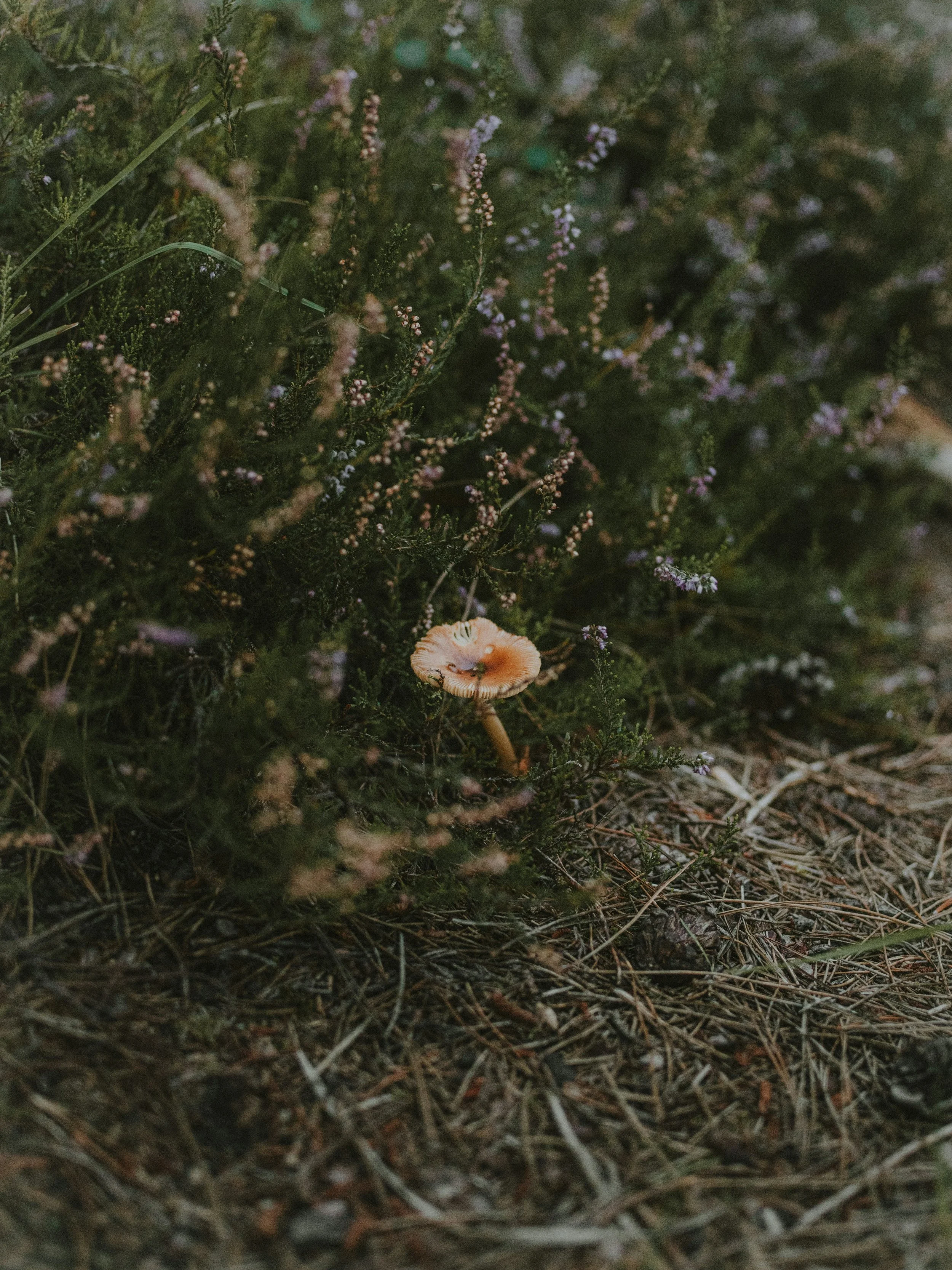 Close-up of forest floor with dry grass, small plants, and a single mushroom.
