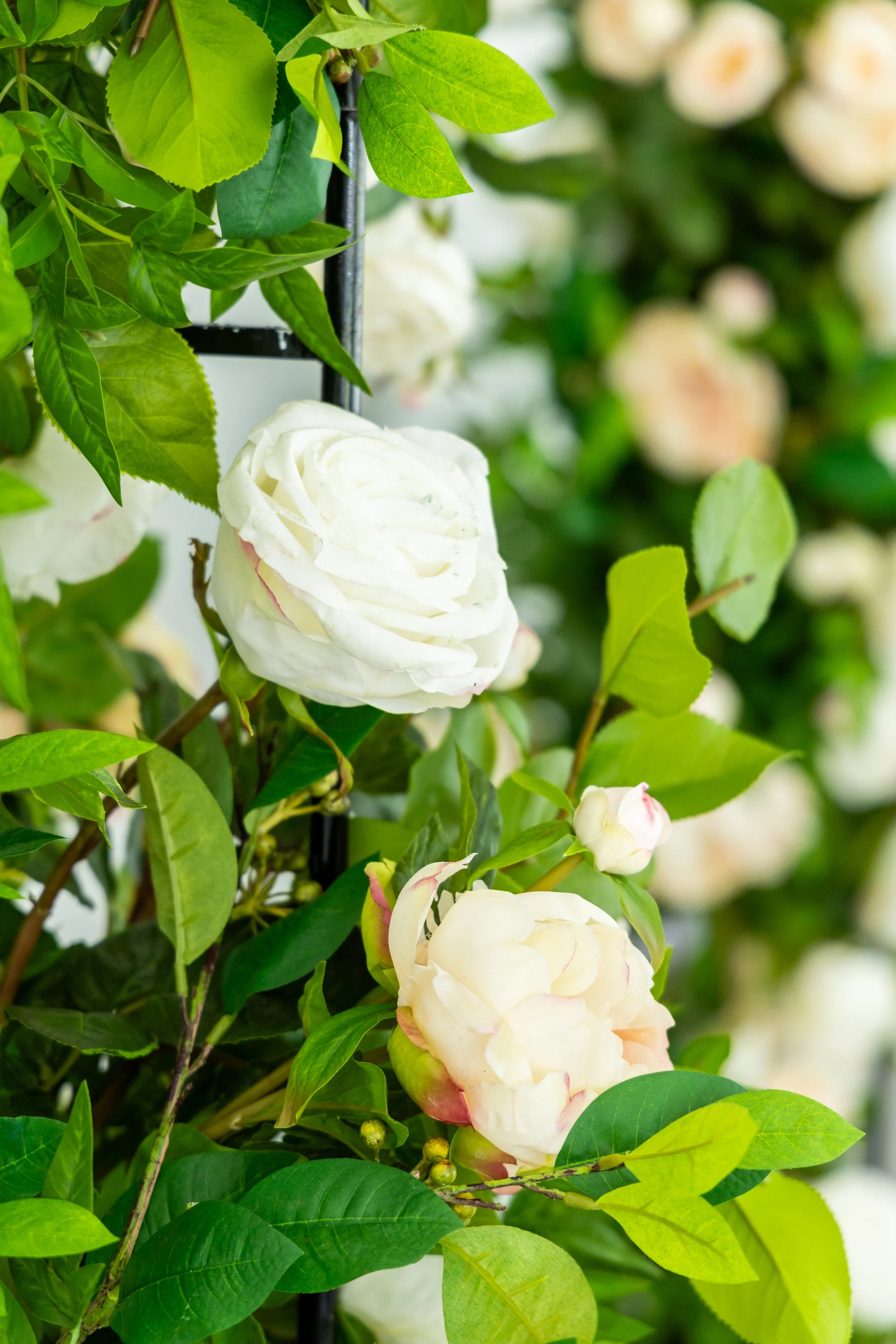 White roses with green leaves on a bush.