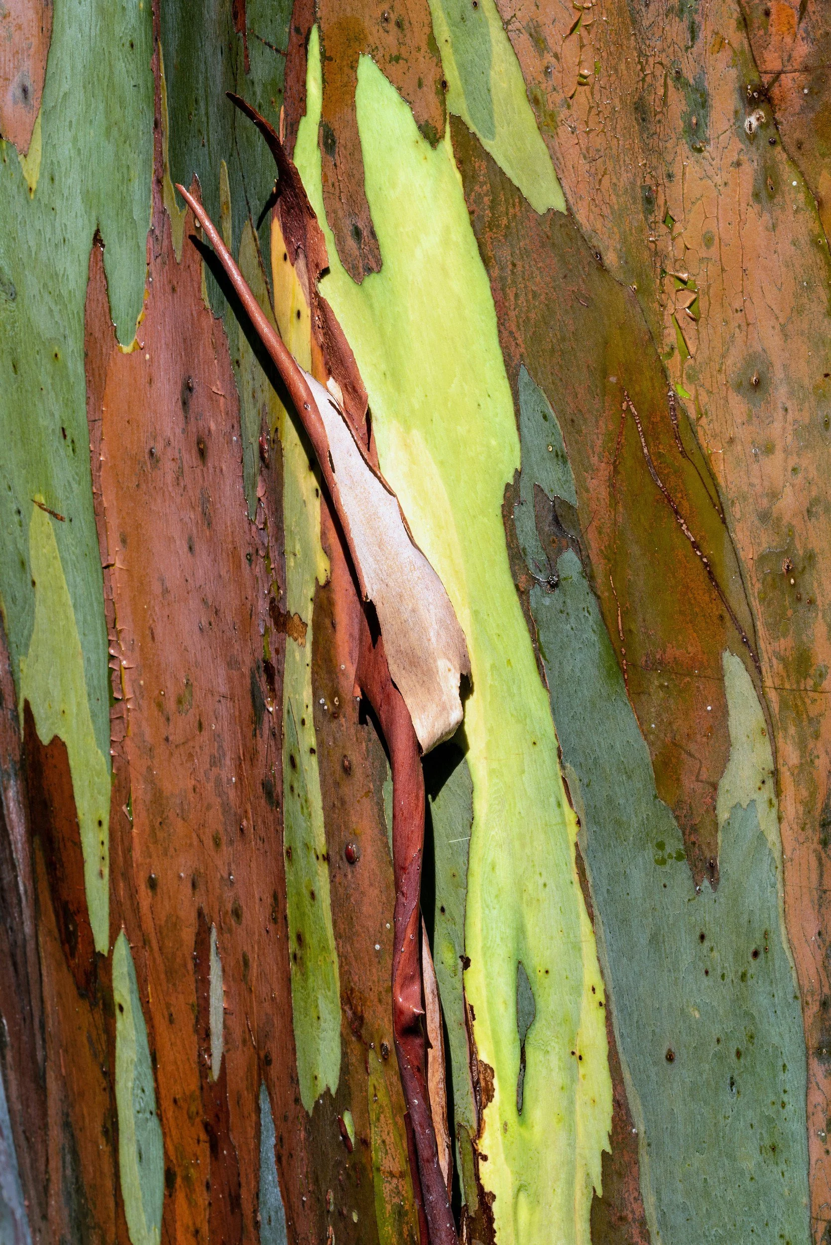 Eucalypt Tree