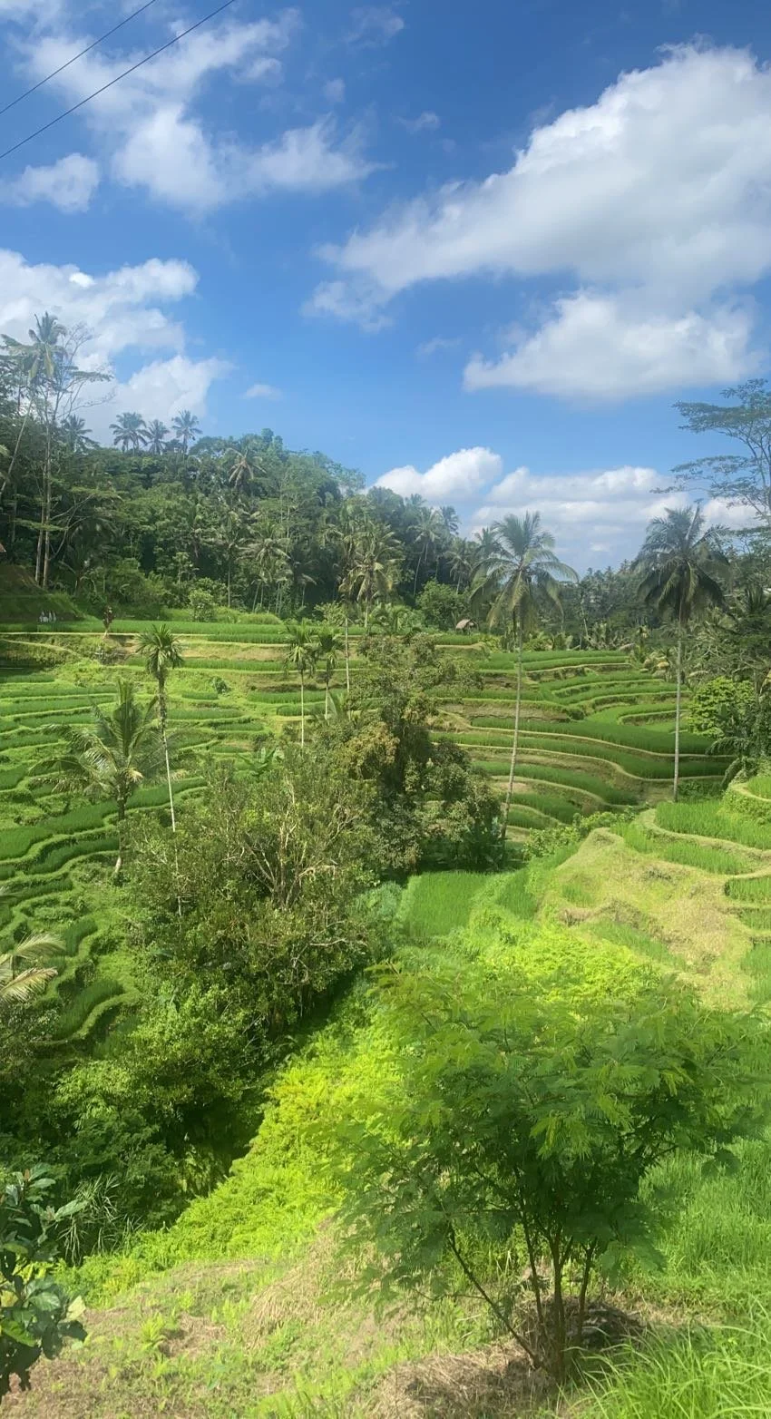 Lush green terraced rice fields on a hillside with palm trees and a blue sky with white clouds.