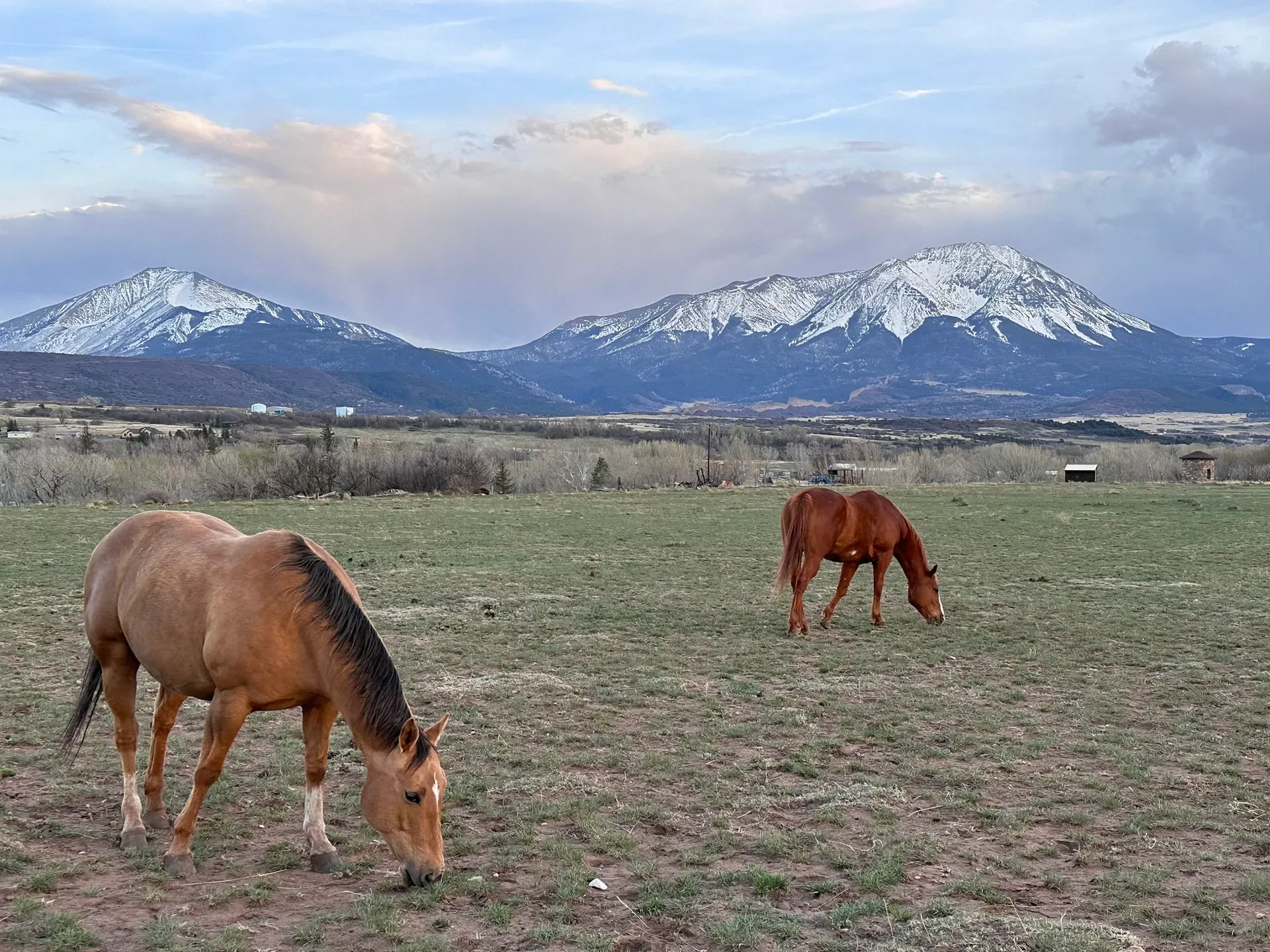 Three brown horses grazing on a grassy field with snow-capped mountains in the background and a cloudy sky.