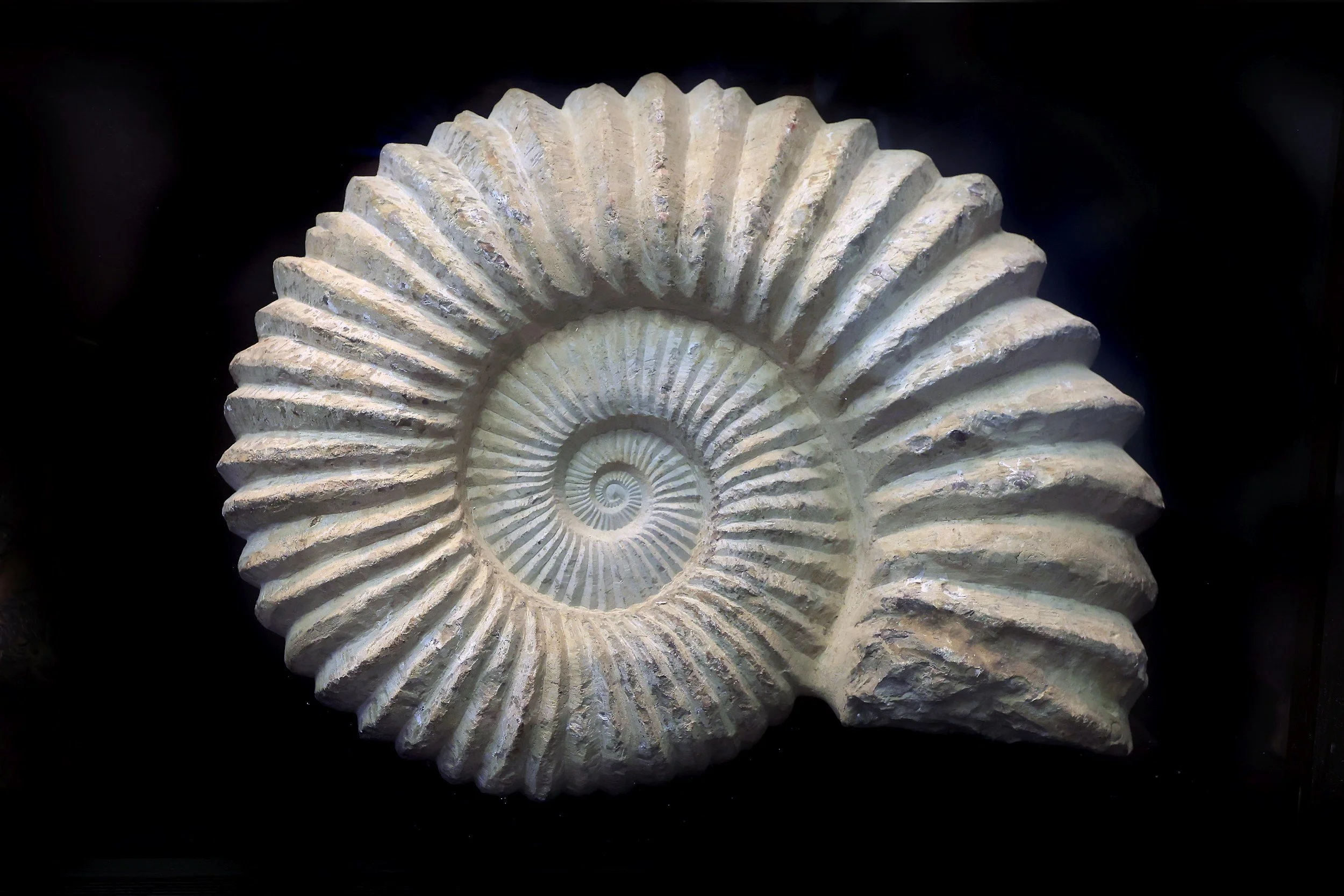 Close-up of a seashell with a spiral pattern and ridges, set against a black background.