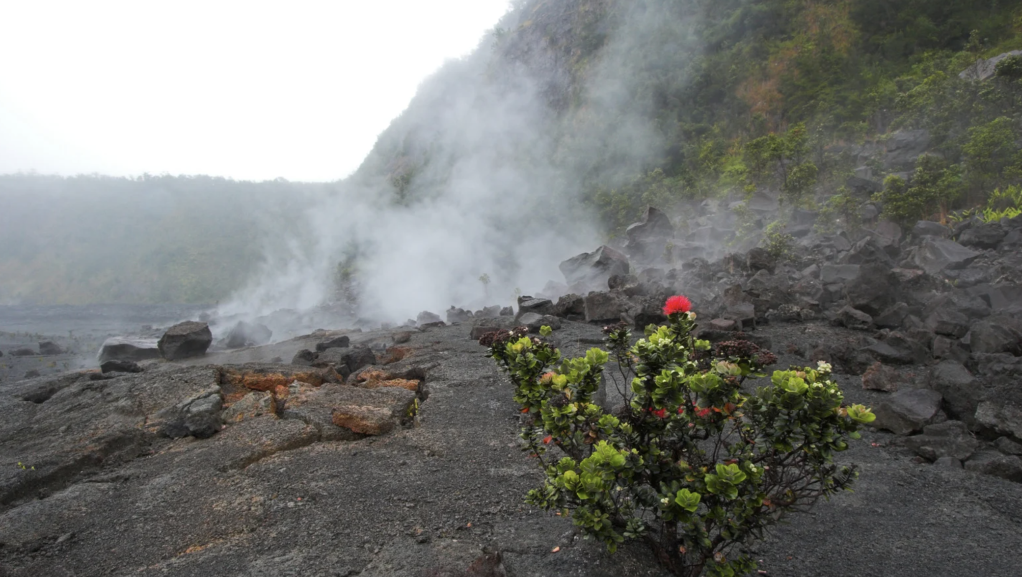 A volcanic landscape with black rocks, steam rising from the ground, and green vegetation on a hillside in the background. A pink flower and green shrubs are in the foreground.