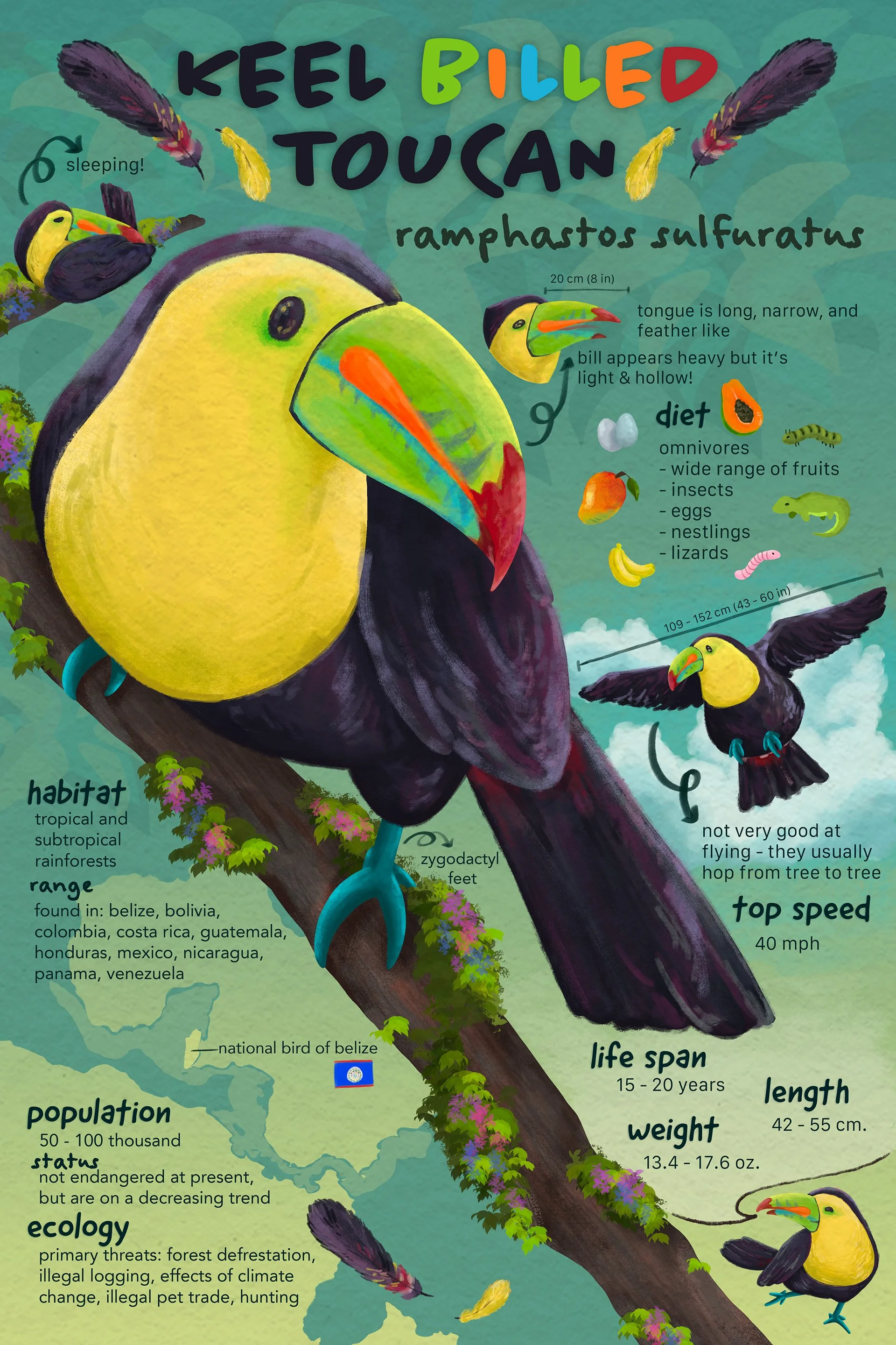 Toucans!