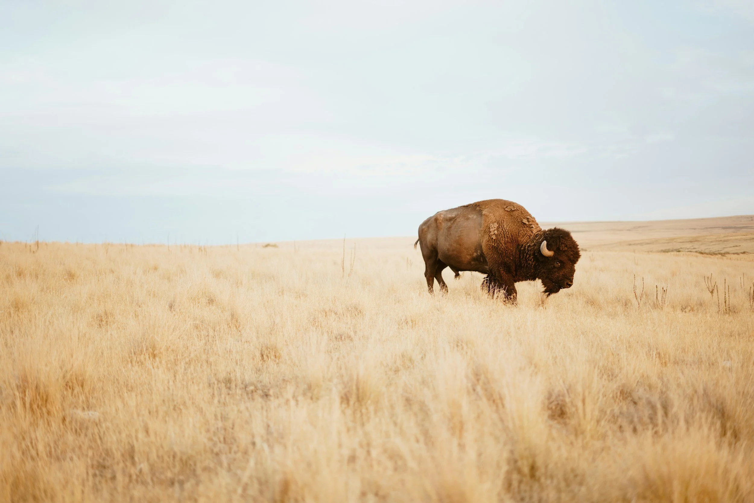 A bison grazing in a vast open field of tall, golden grass under a cloudy sky.