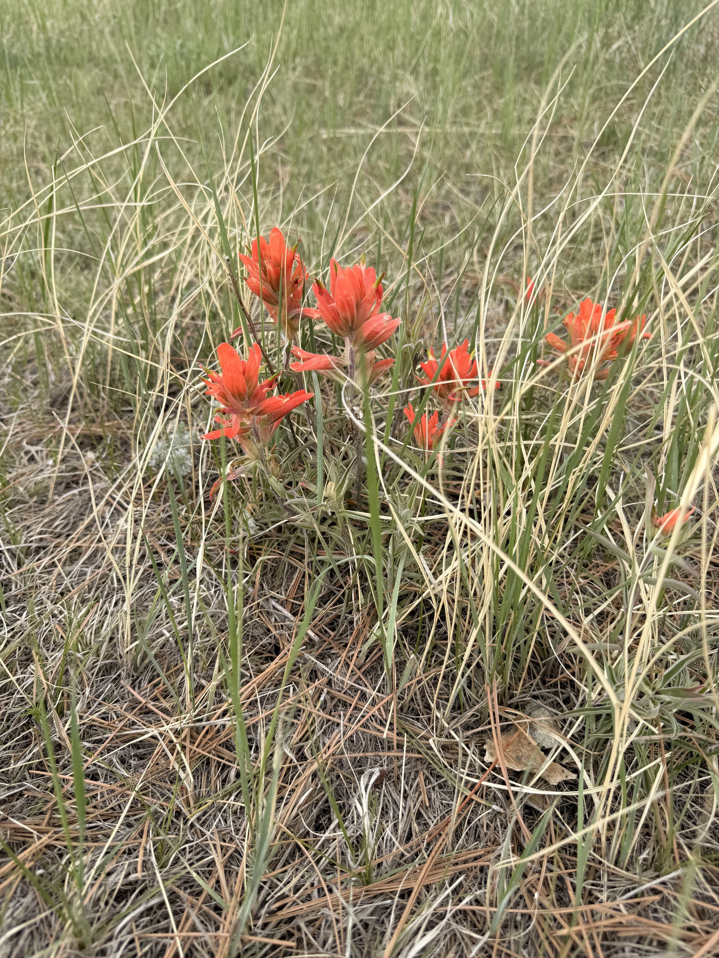 Close-up of a patch of grass with red Indian paintbrush flowers.