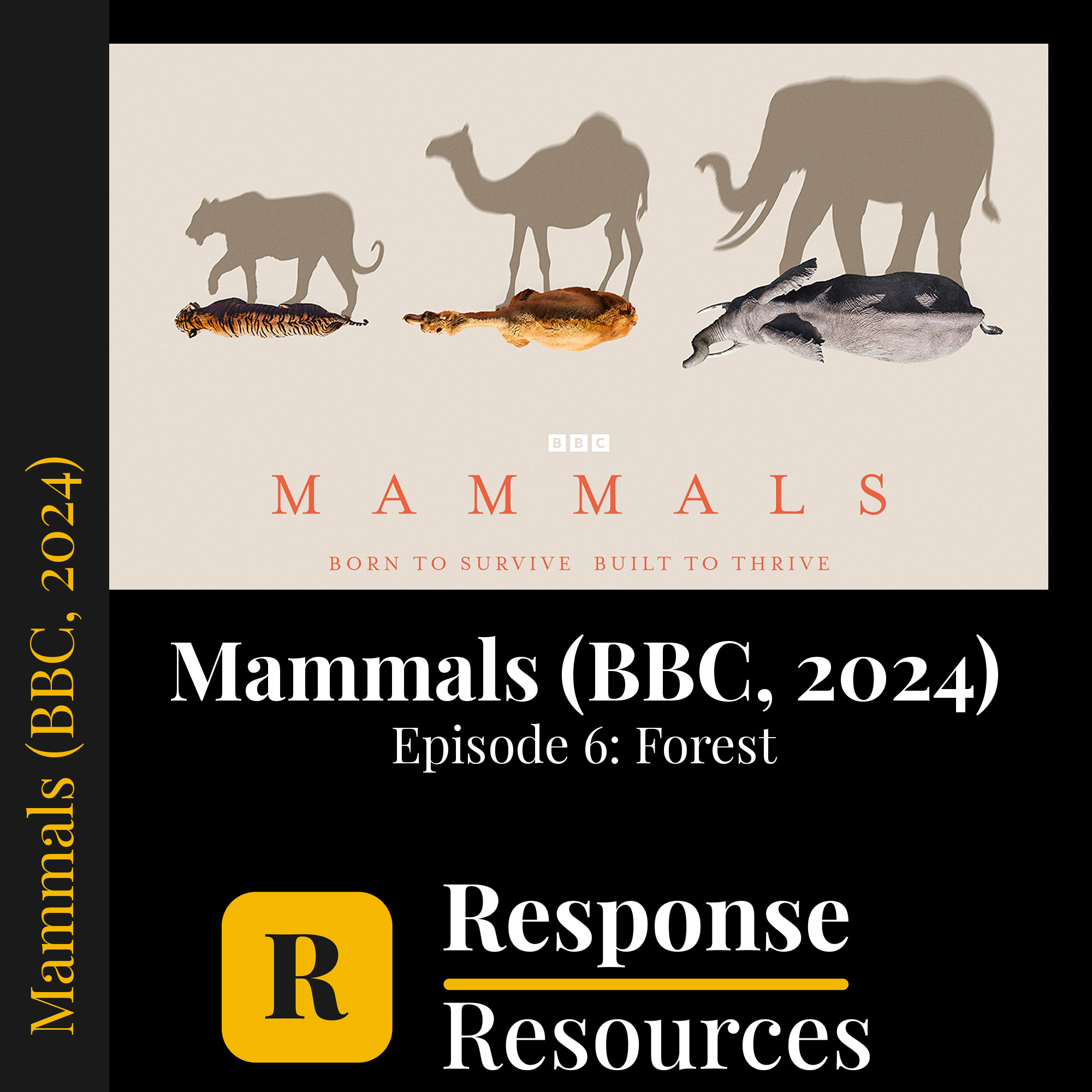 Mammals (BBC, 2024) - Episode 6: Forest — fill-in-the-blank documentary worksheet for Environmental Science grades 6-12