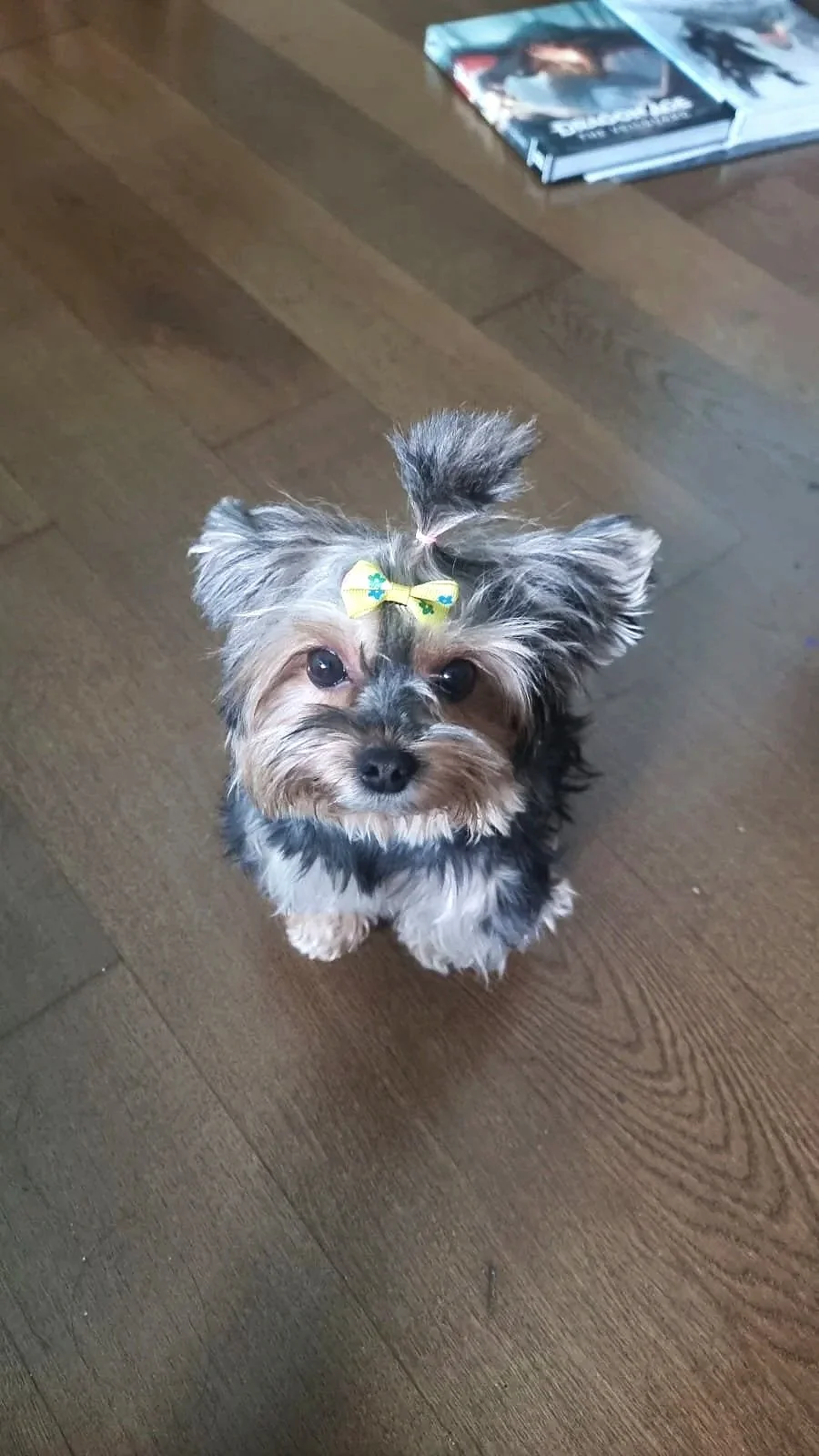 A small dog with grey, black, and tan fur, wearing a yellow bow with a blue pattern on its head, sitting on a wooden floor with a few magazines or books in the background.
