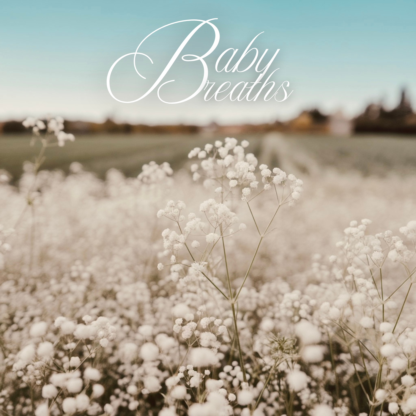 Close-up of white baby’s breath flowers in a field with a blurred background and a blue sky, with the text 'Baby Breaths' overlaid.