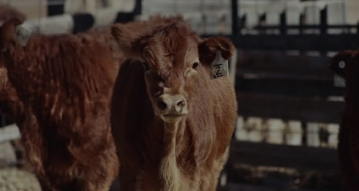 A young brown calf with a tag on its ear, standing in a pen with other cattle in the background.
